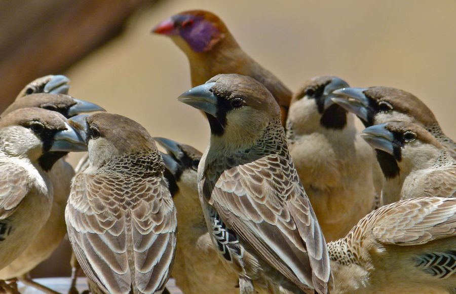 How the world's largest nests are built - My, Animals, Weavers, Birds, Wild animals, Humor, Nature, Animal book, Longpost