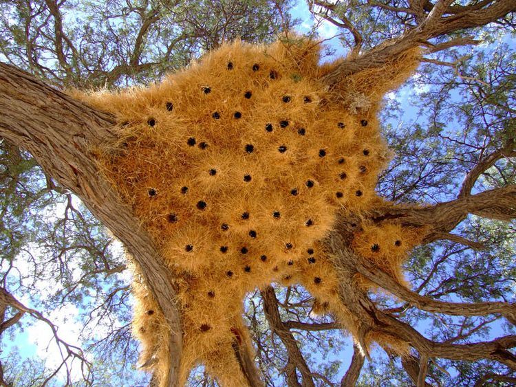 How the world's largest nests are built - My, Animals, Weavers, Birds, Wild animals, Humor, Nature, Animal book, Longpost