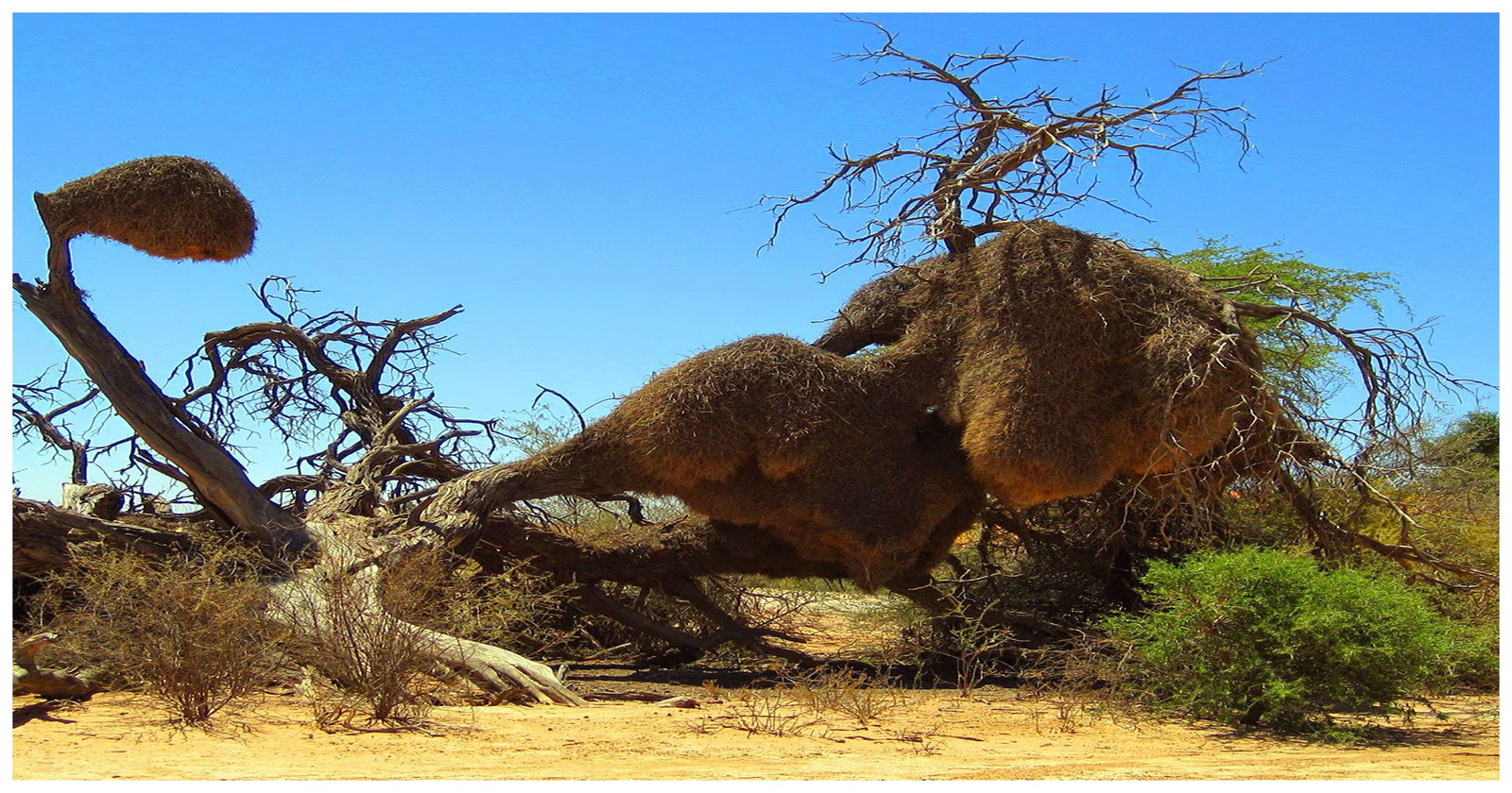 How the world's largest nests are built - My, Animals, Weavers, Birds, Wild animals, Humor, Nature, Animal book, Longpost