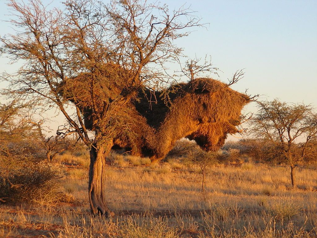 How the world's largest nests are built - My, Animals, Weavers, Birds, Wild animals, Humor, Nature, Animal book, Longpost