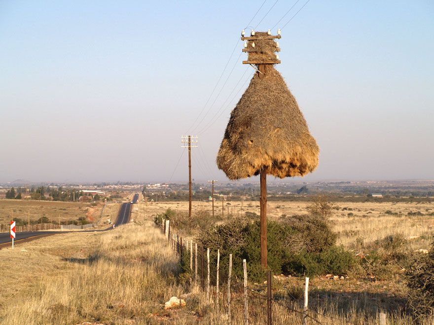 How the world's largest nests are built - My, Animals, Weavers, Birds, Wild animals, Humor, Nature, Animal book, Longpost