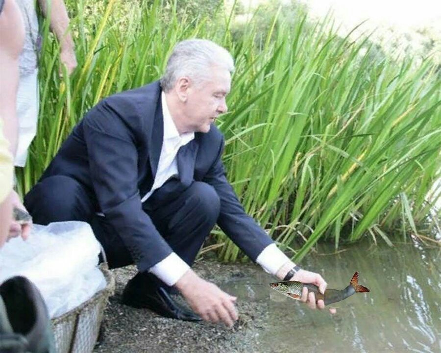 Sergey Semenovich Sobyanin helps fish evolve by getting them out of the water to the shore - Sergei Sobyanin, A fish, Evolution, Humor