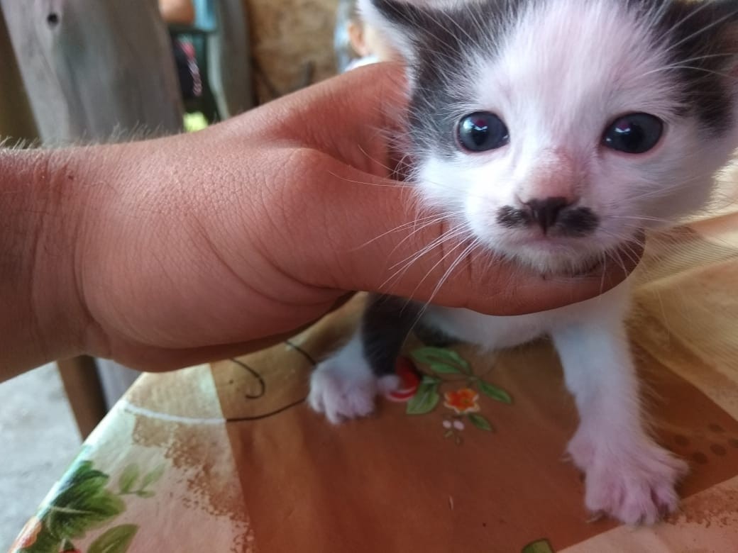 Mustachioed 2. - My, Kittens, The photo, cat