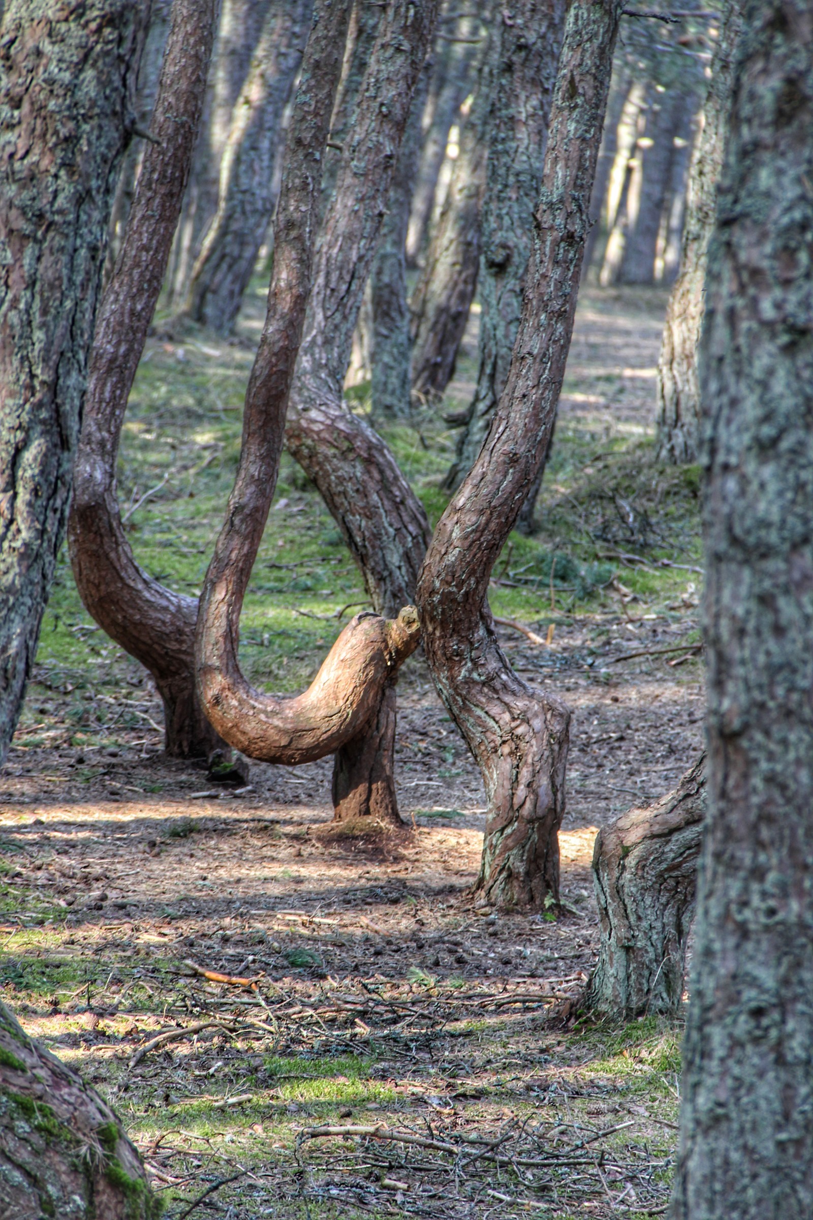 dancing forest - My, Baltic Sea, Kaliningrad, Curonian Spit, Forest, dancing forest, The photo, Longpost