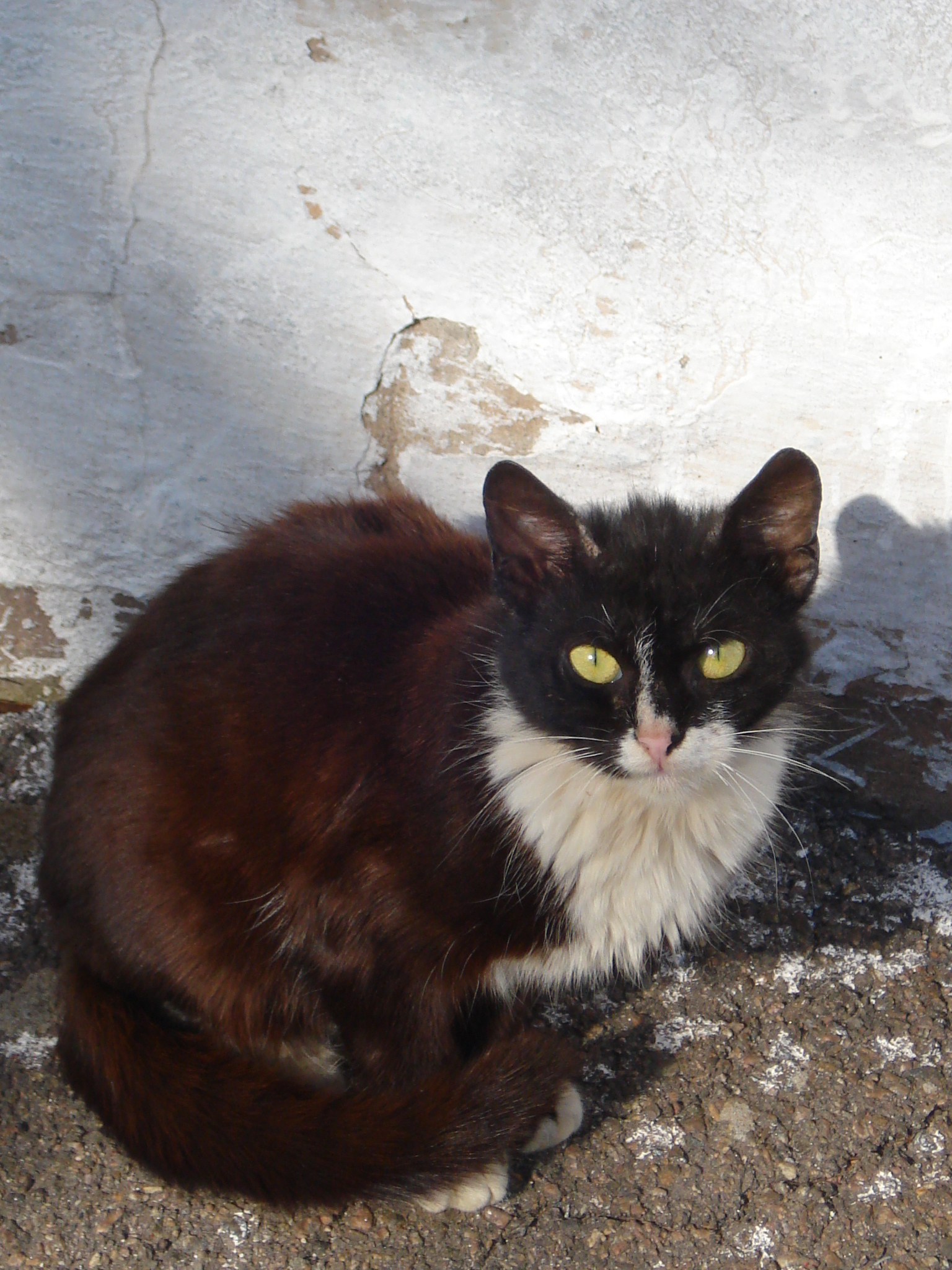 Котики нашего города - Моё, Кот, Городские коты, Длиннопост