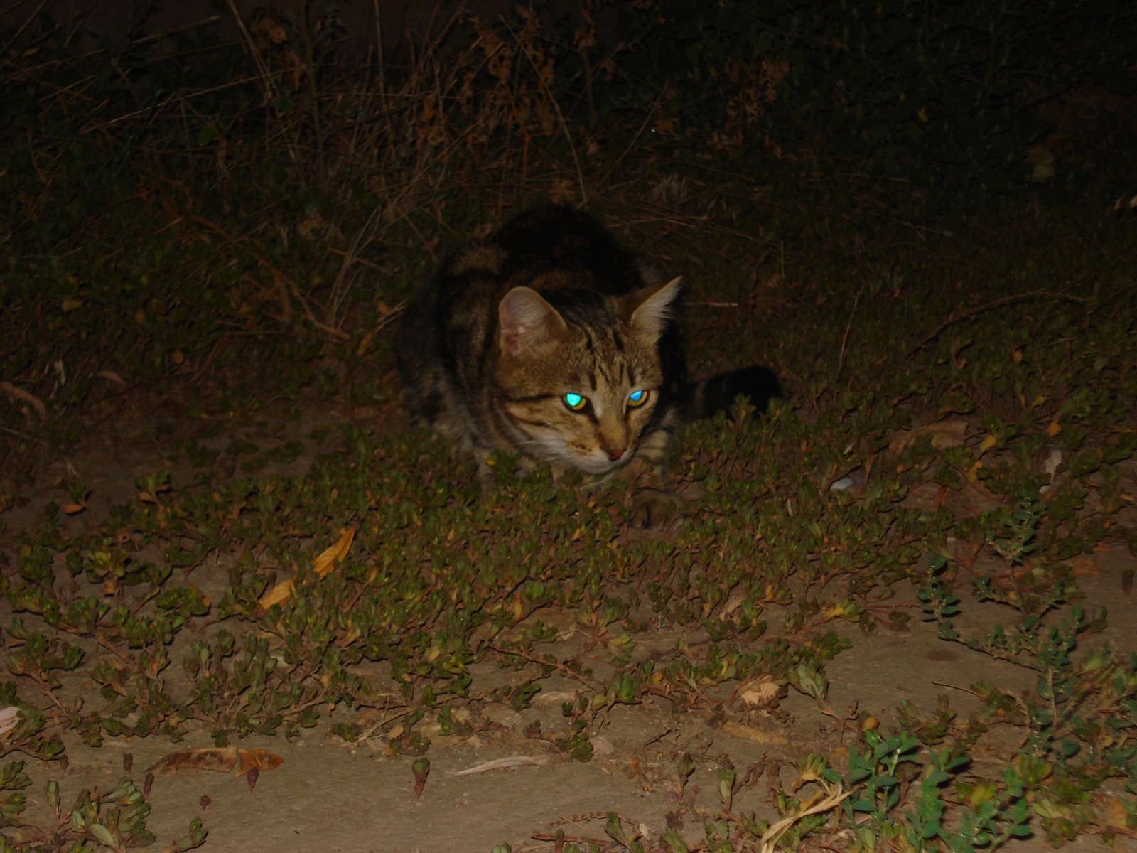 Котики нашего города - Моё, Кот, Городские коты, Длиннопост