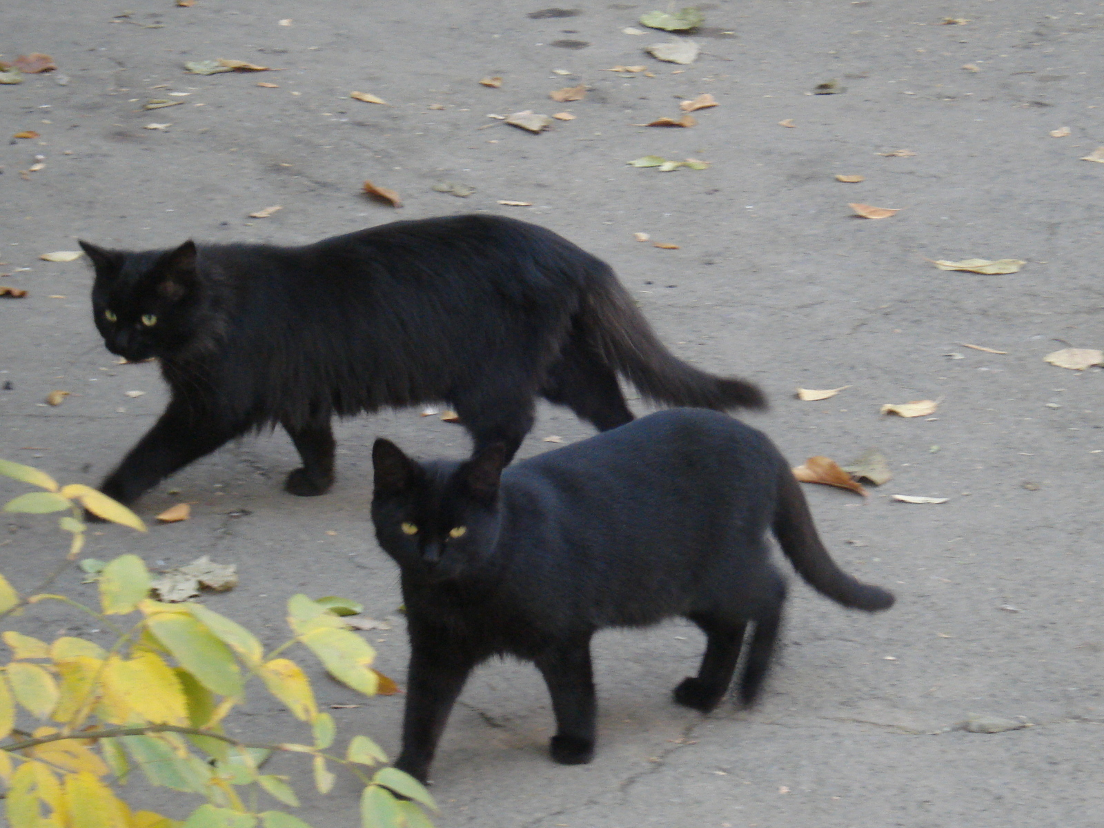 Котики нашего города - Моё, Кот, Городские коты, Длиннопост