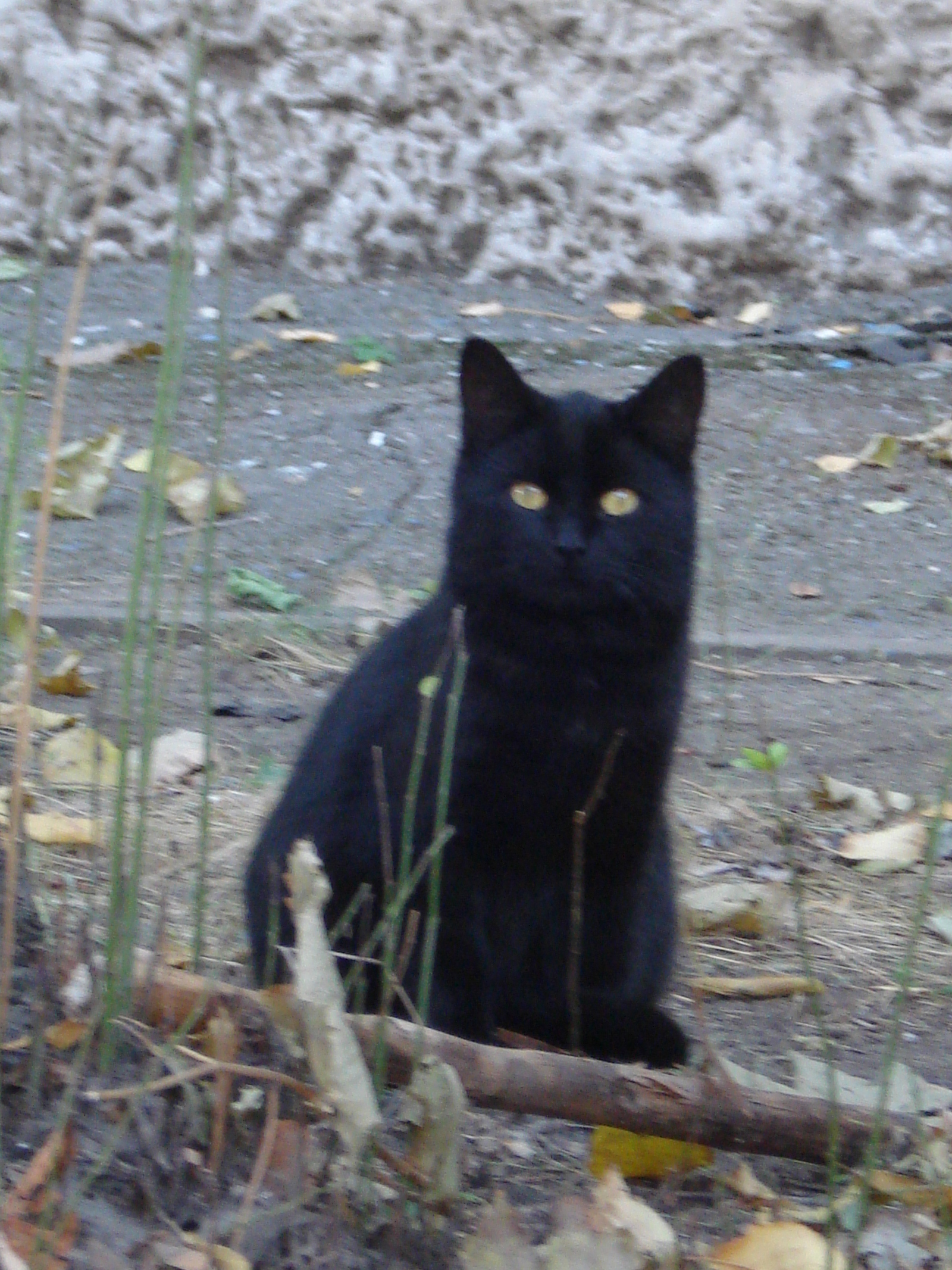 Котики нашего города - Моё, Кот, Городские коты, Длиннопост