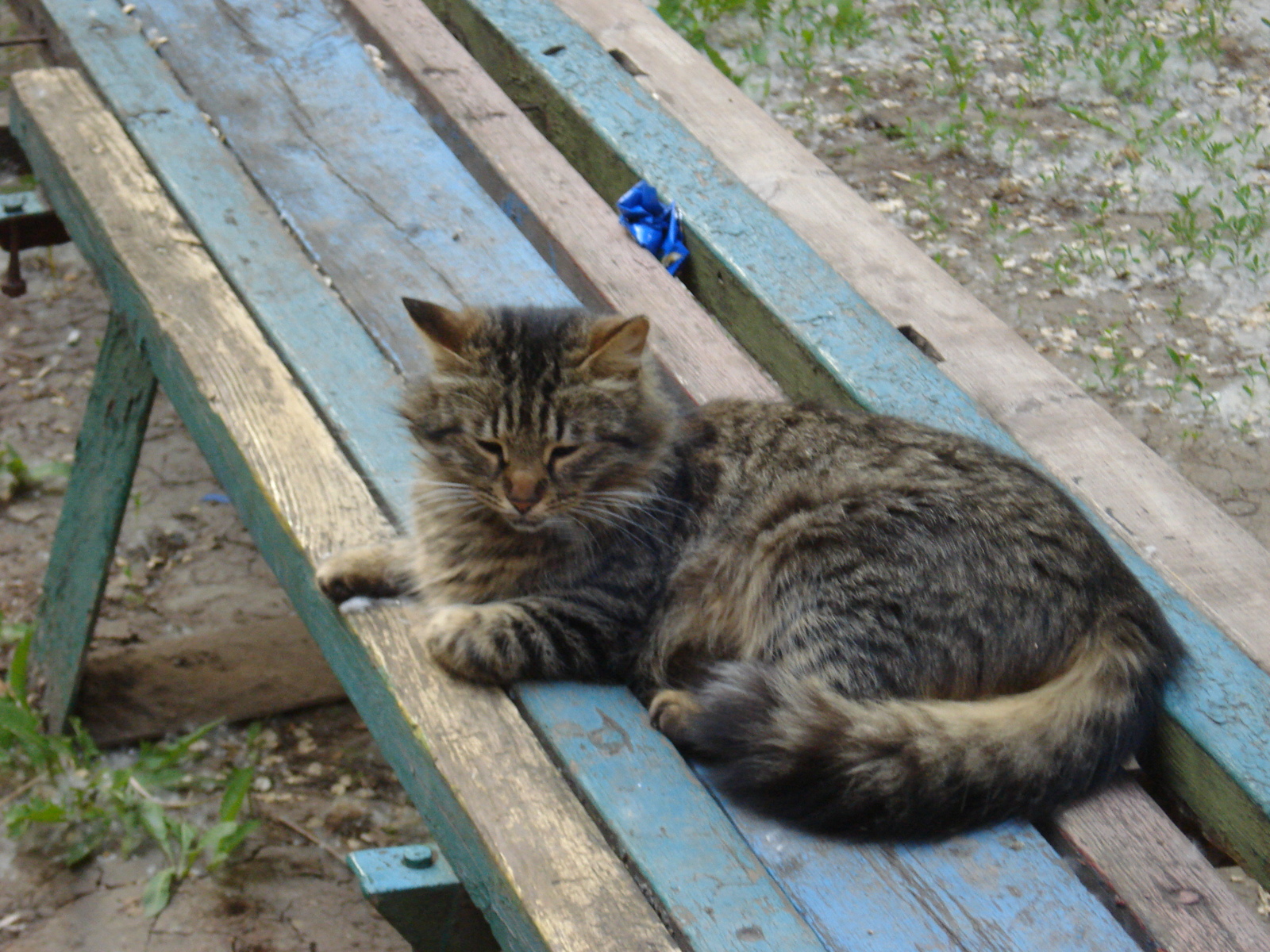 Котики нашего города - Моё, Кот, Городские коты, Длиннопост