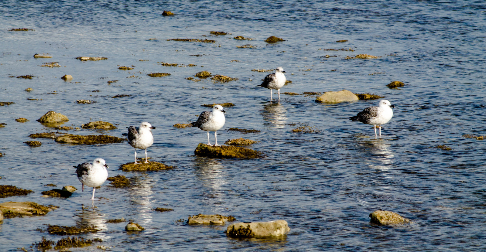 Seagulls - My, Seagulls, The photo, Canon, Longpost, Sea, Birds