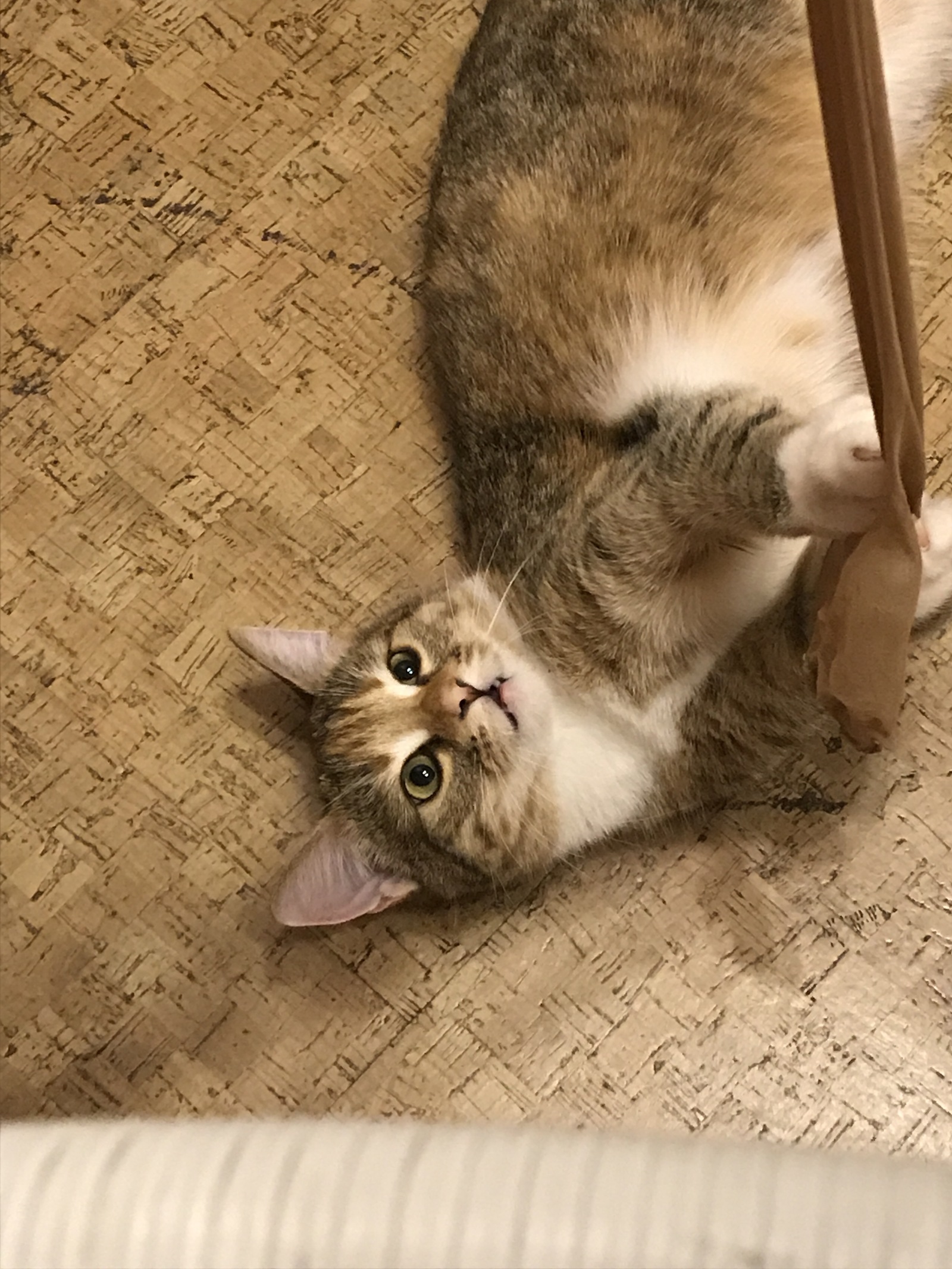 A tale about pathologies, kittens, veterinarians and that you need to take the most active, and not the most beautiful. - My, cat, Story, Longpost, Vet, The medicine