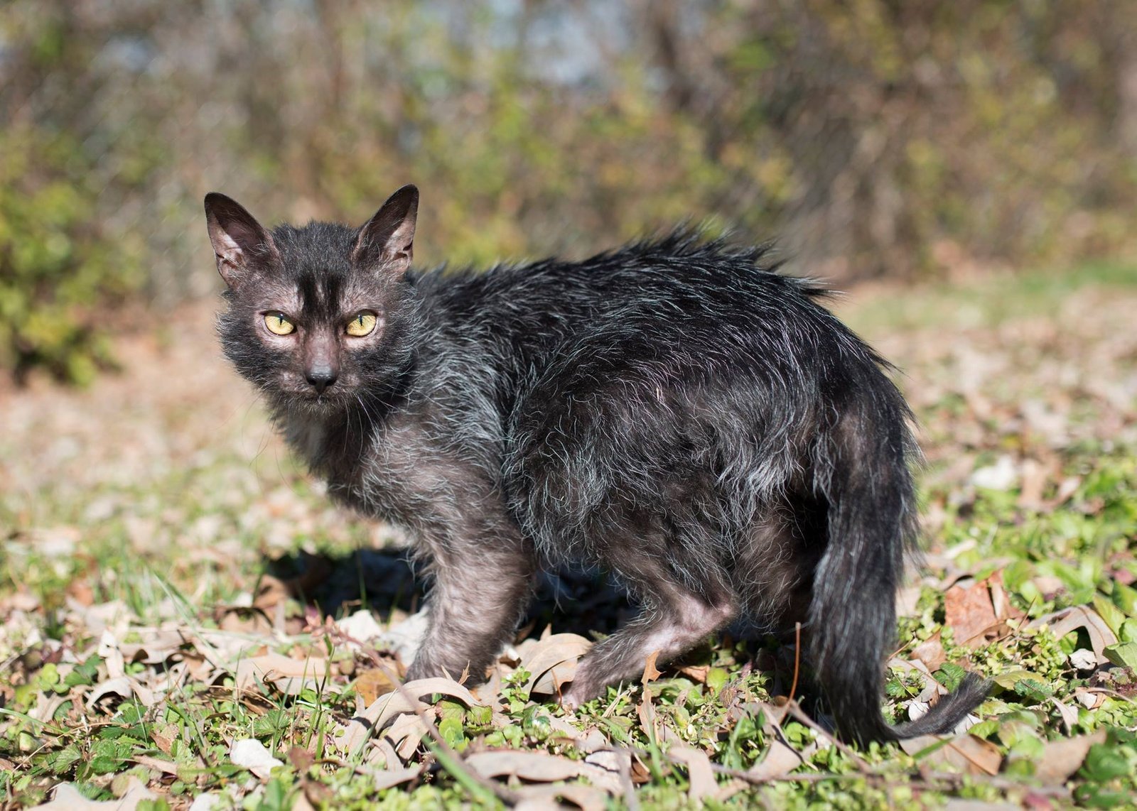Likoi - cat-werewolf - The photo, Longpost, cat, Likoy