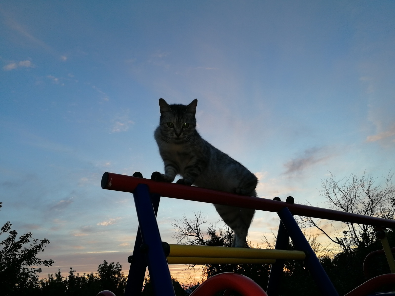 Just a cat - My, cat, Evening