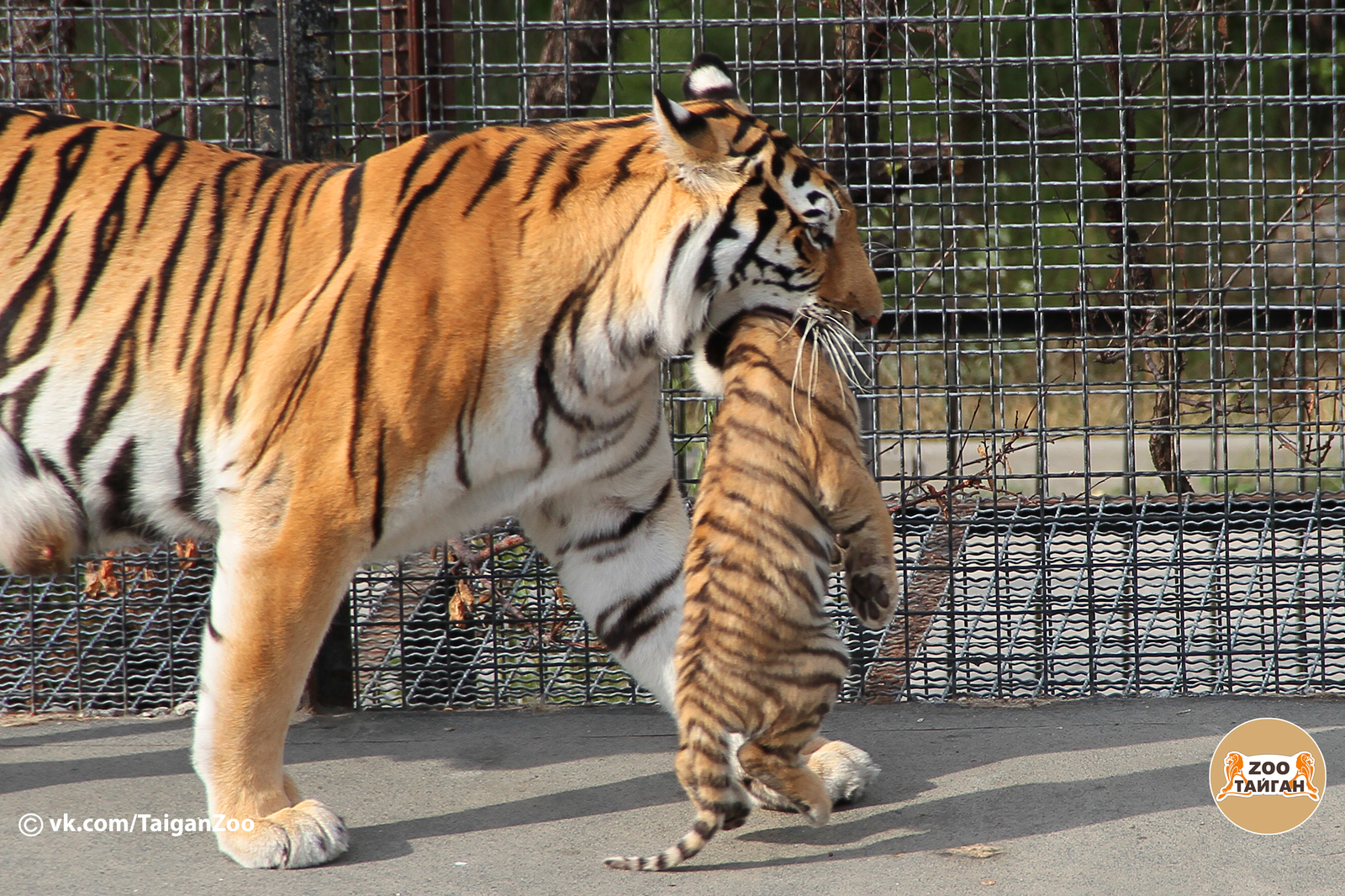 Universal sedative! - My, , Taigan Lions Park, Zoo, Crimea, Tiger, Predator, Animals, cat, Longpost