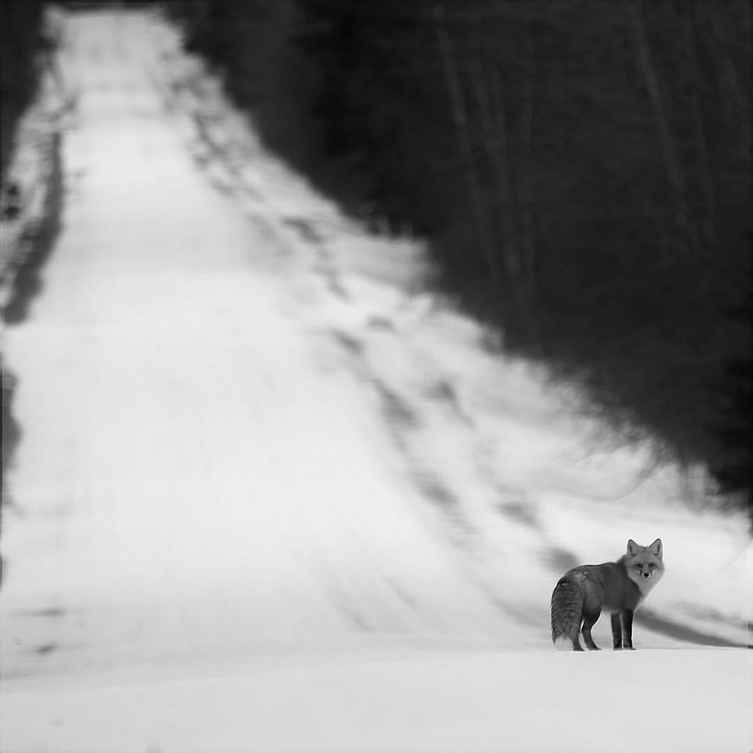 Fox minimalism ^.^ - Fox, Minimalism, The photo, Animals