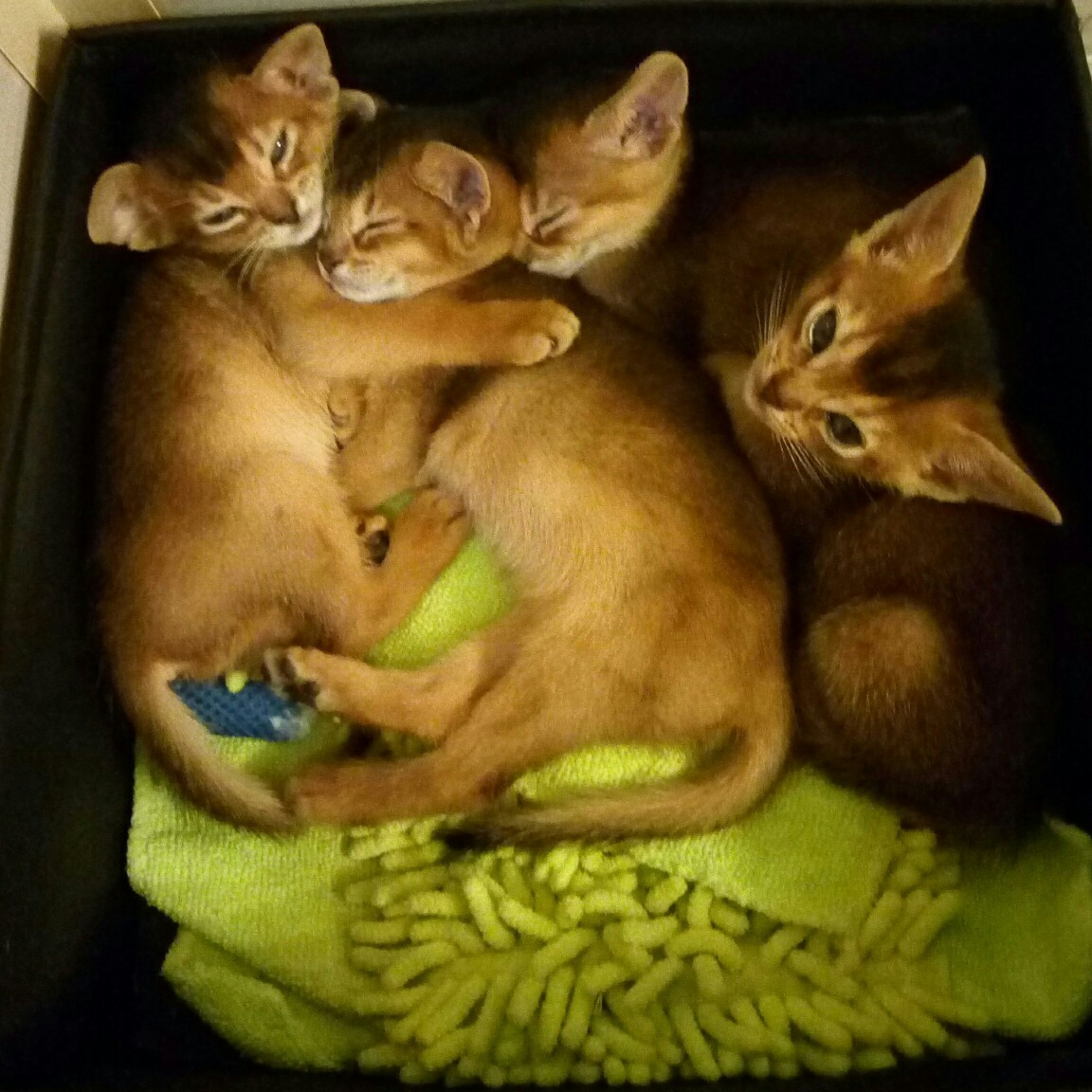 The kids are tired - My, Abyssinian cat, , Kittens, Cat breeds, Box and cat, Longpost, cat