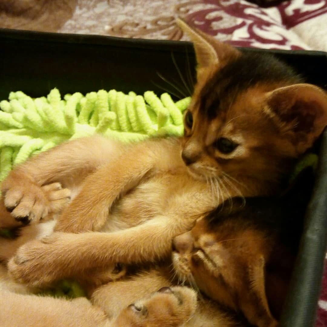 The kids are tired - My, Abyssinian cat, , Kittens, Cat breeds, Box and cat, Longpost, cat