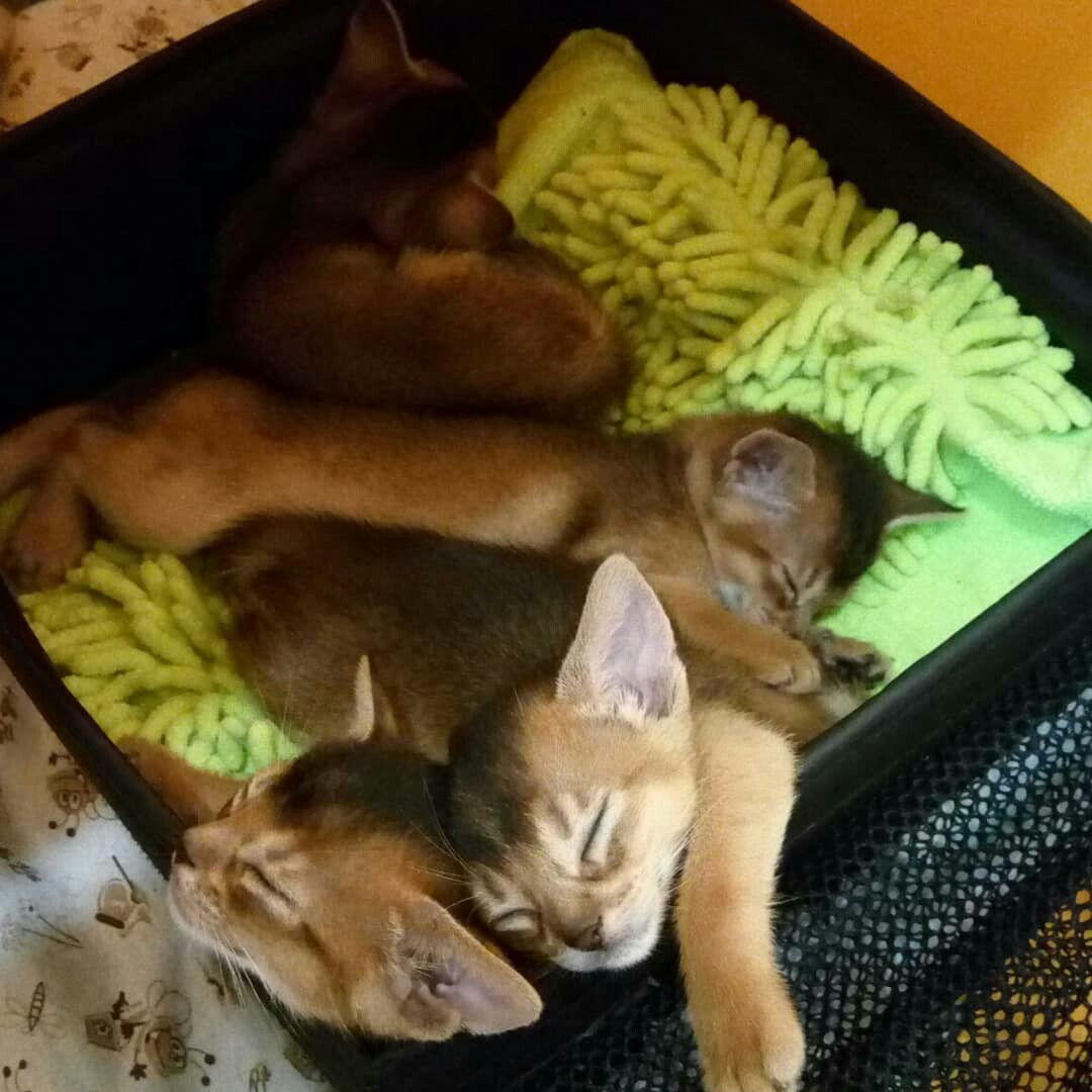 The kids are tired - My, Abyssinian cat, , Kittens, Cat breeds, Box and cat, Longpost, cat