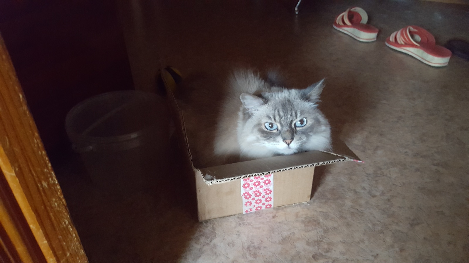 Down with the discrimination of boxes, small boxes are also boxes! - My, cat, Catomafia, Neva Masquerade, Scottish lop-eared, Box, Box and cat