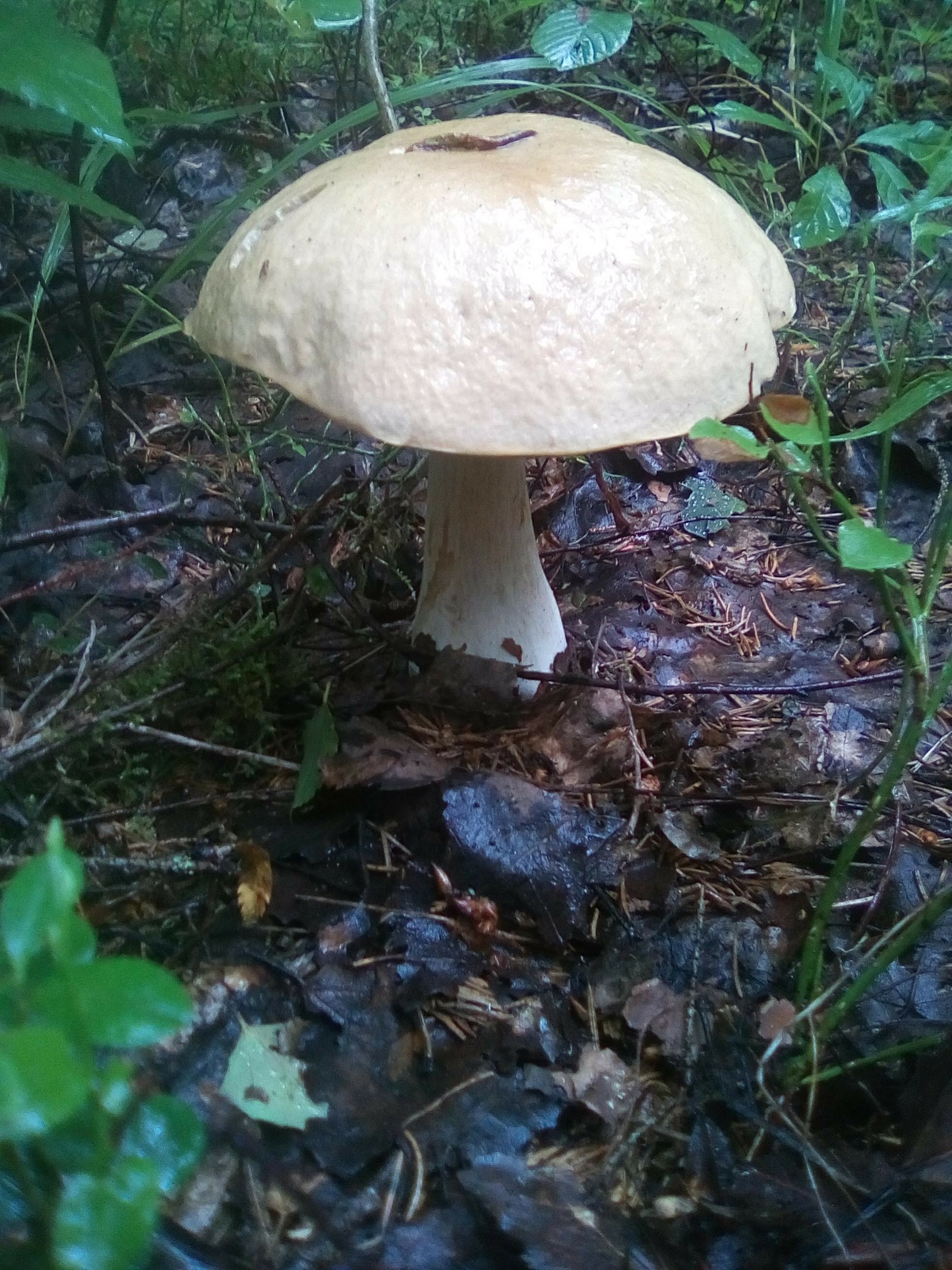 Photoshoot for dinner. - My, Forest, Mushrooms, White, Boletus, Dinner, Longpost