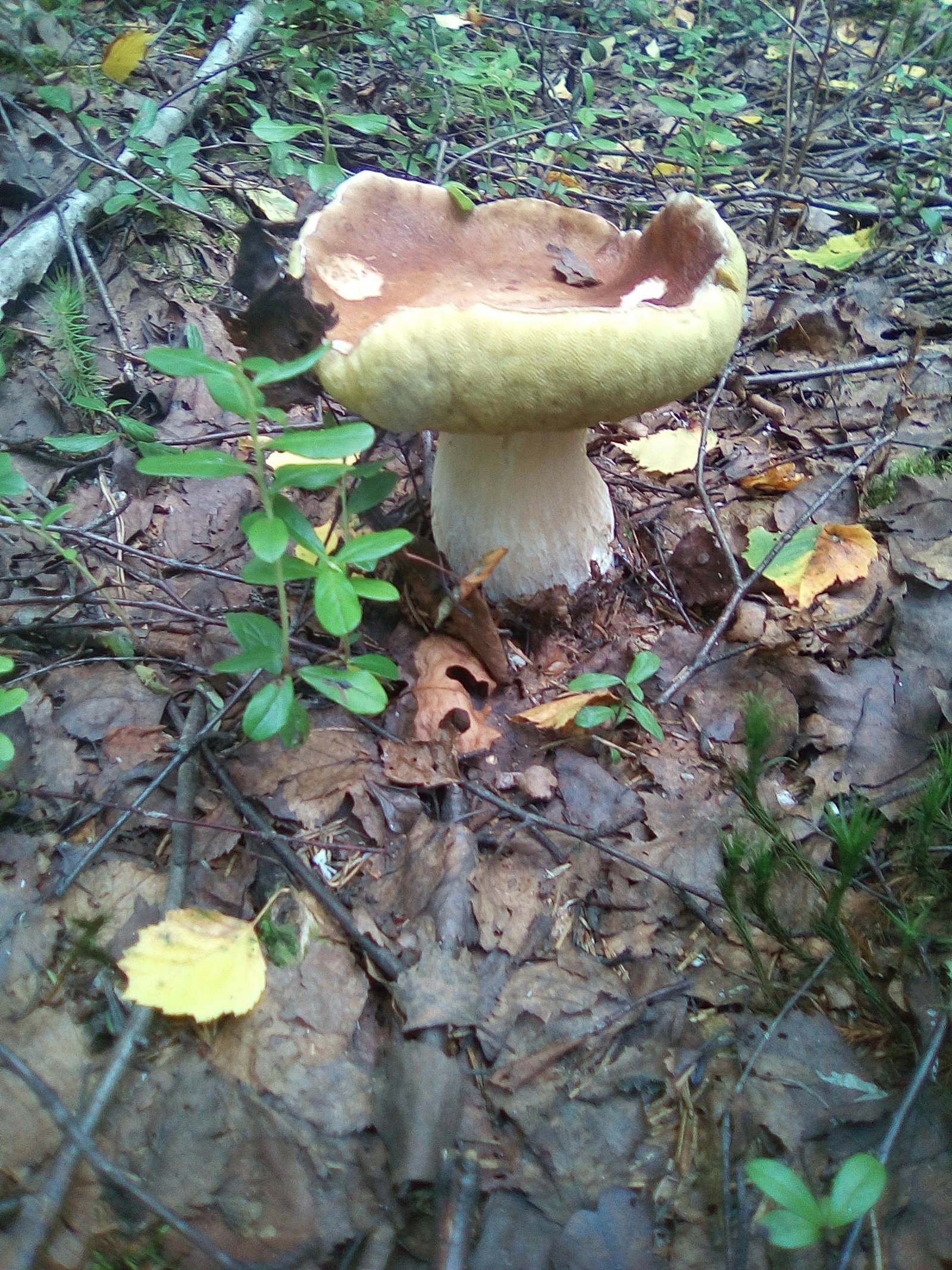 Photoshoot for dinner. - My, Forest, Mushrooms, White, Boletus, Dinner, Longpost