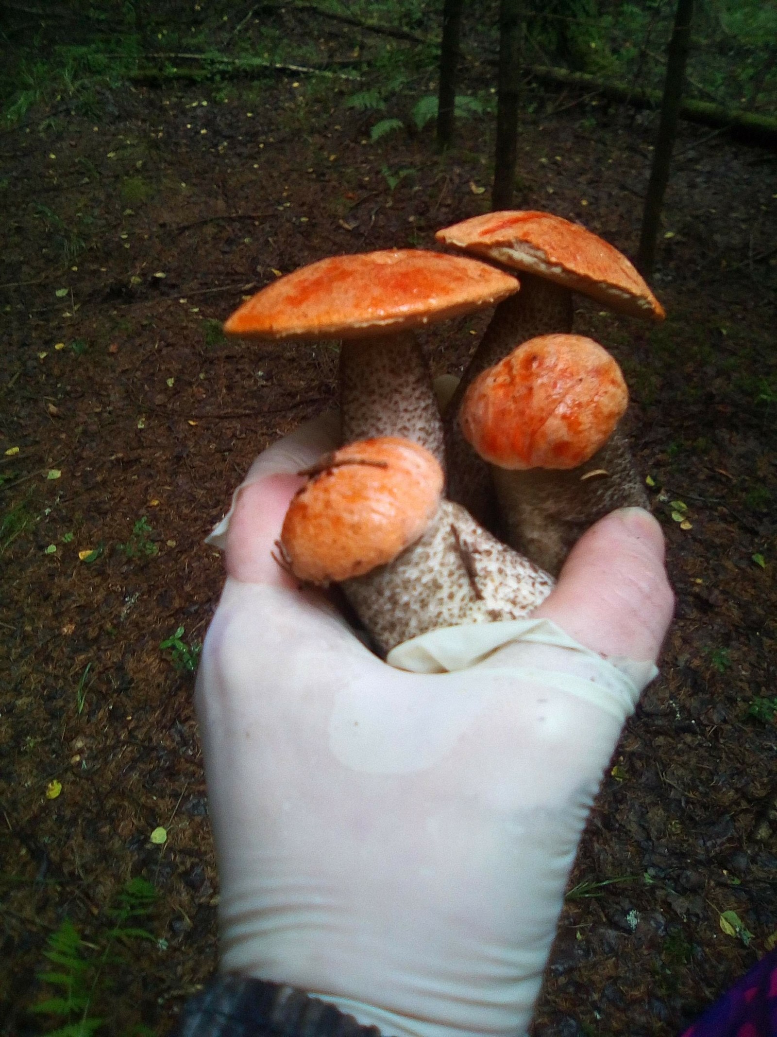 Photoshoot for dinner. - My, Forest, Mushrooms, White, Boletus, Dinner, Longpost