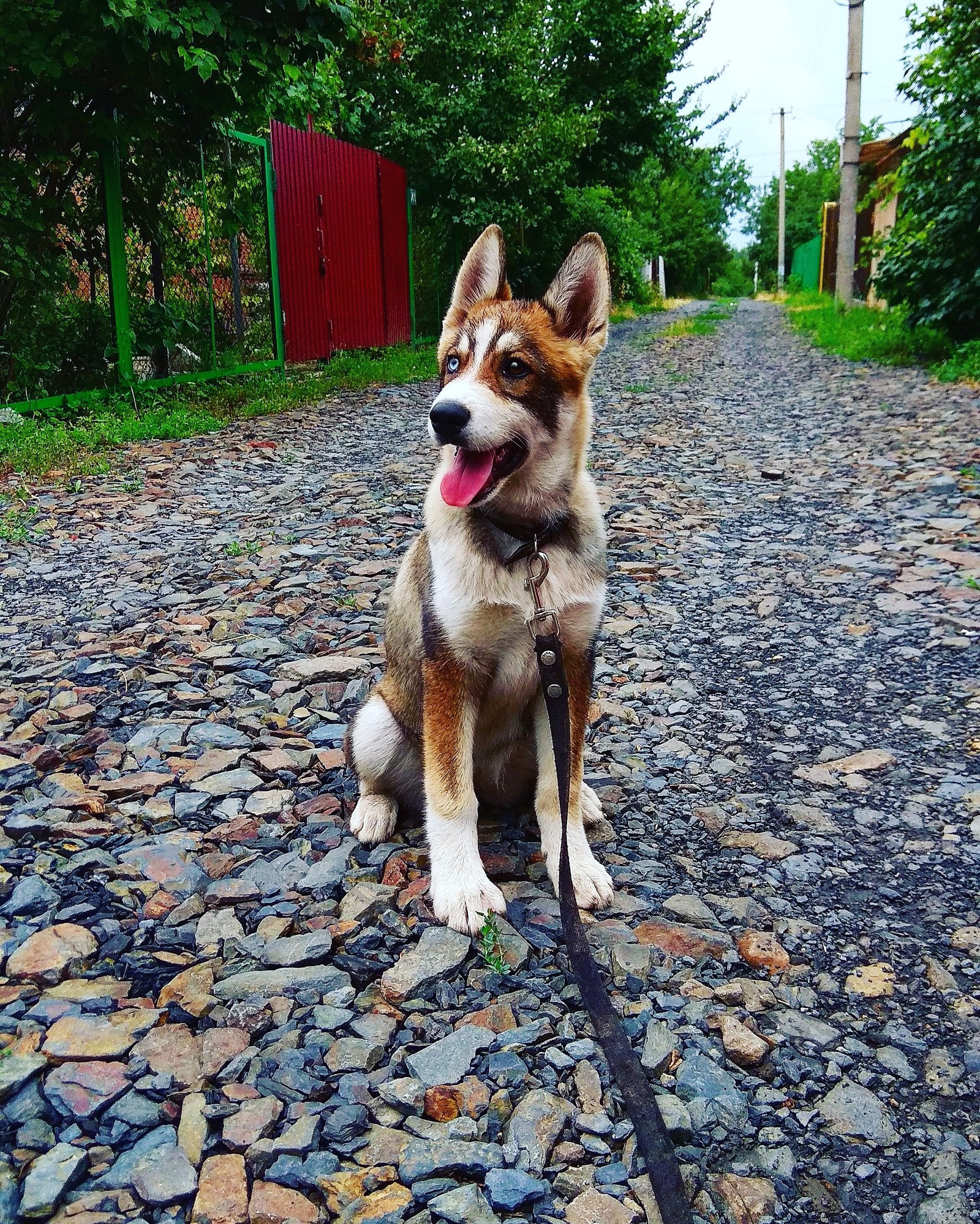 My joy - My, Husky, Animals, Longpost