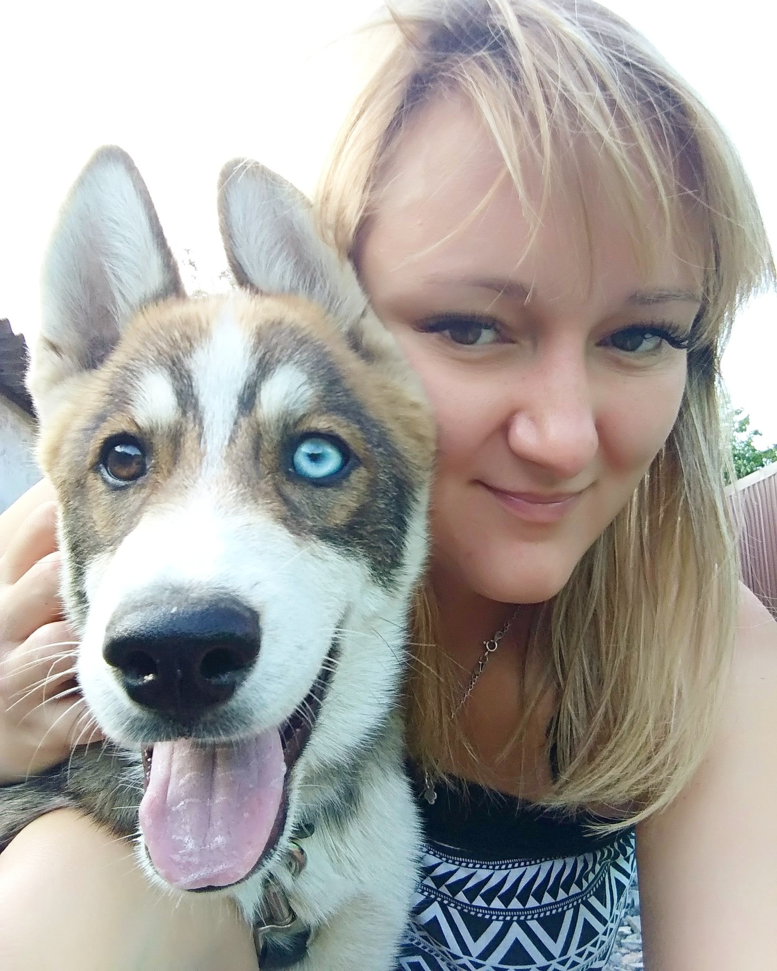 My joy - My, Husky, Animals, Longpost