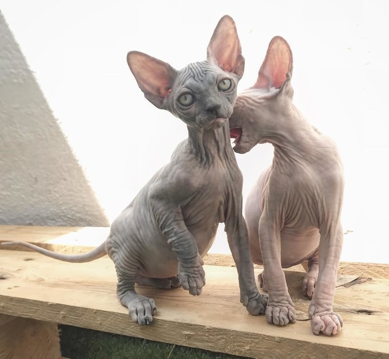 Sphinxes. - Animals, Longpost, Oriental cats, cat, Sphinx