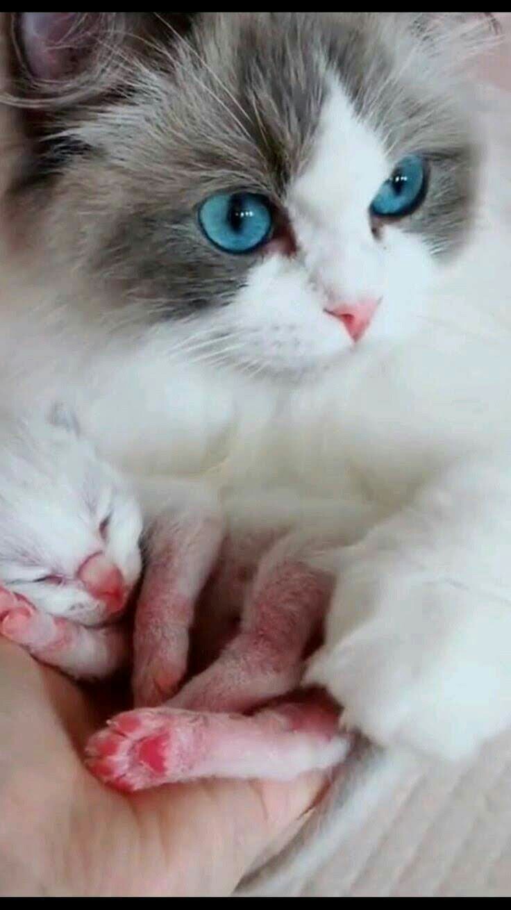 Mother and child - cat, 