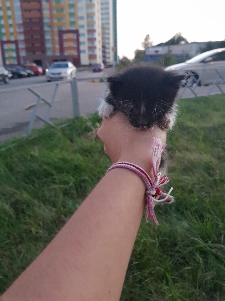 We are looking for owners for kittens! NIZHNY NOVGOROD - My, Nizhny Novgorod, No rating, Kittens, Longpost, cat