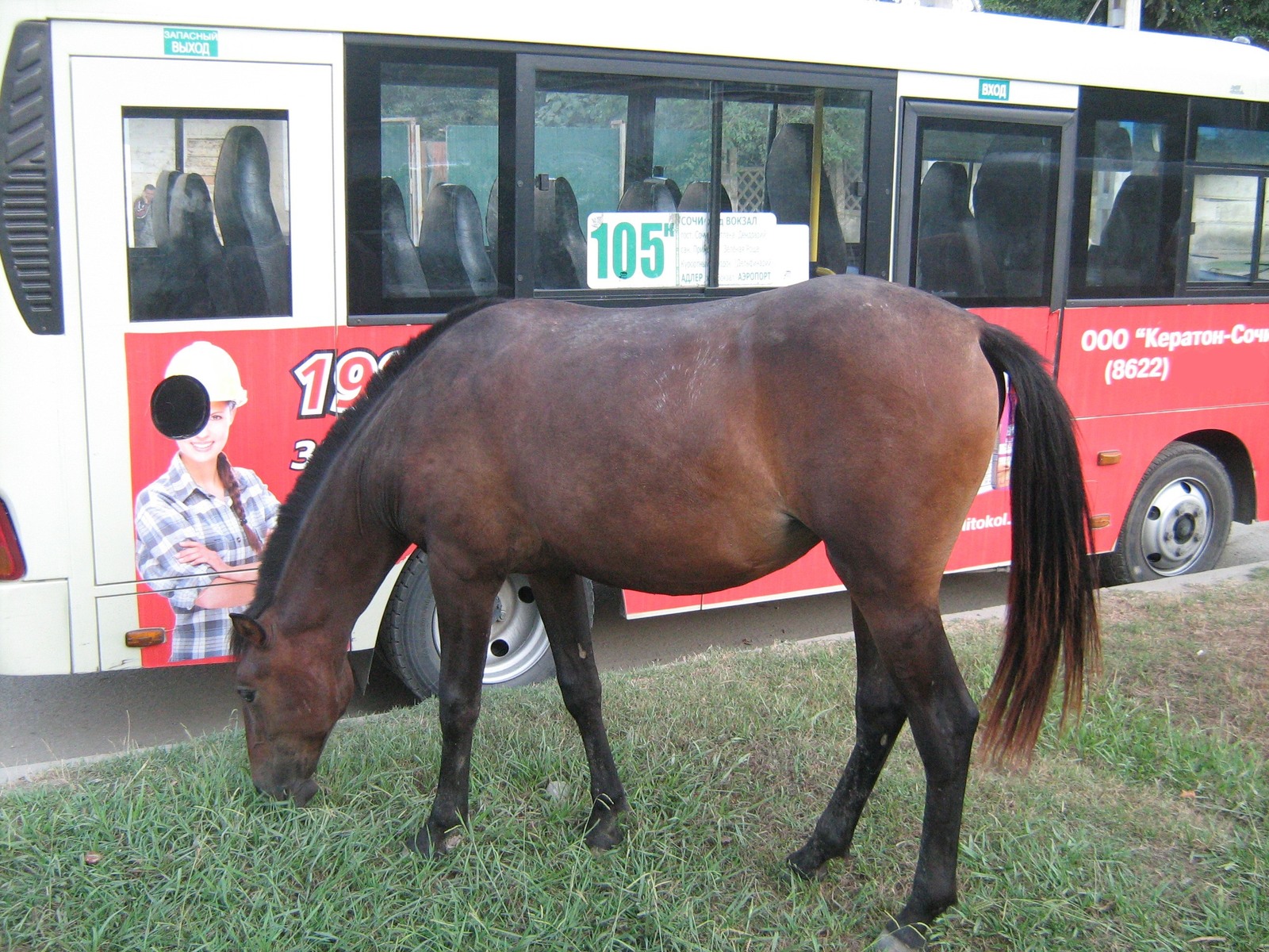 Minibus Adler-Sochi - Let's ride with the breeze - My, Horses, Sochi, Adler, Minibus