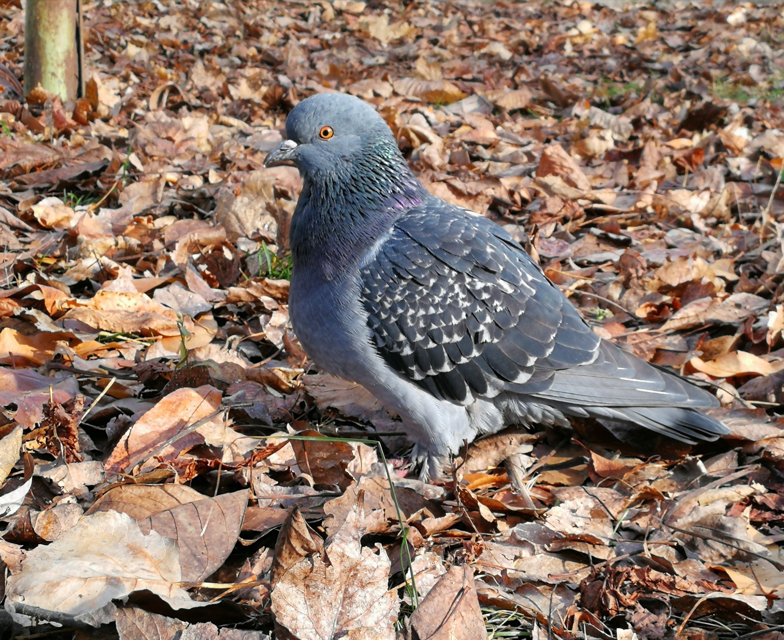 feathered - My, Mobile photography, Pigeon, Nature, Beginning photographer