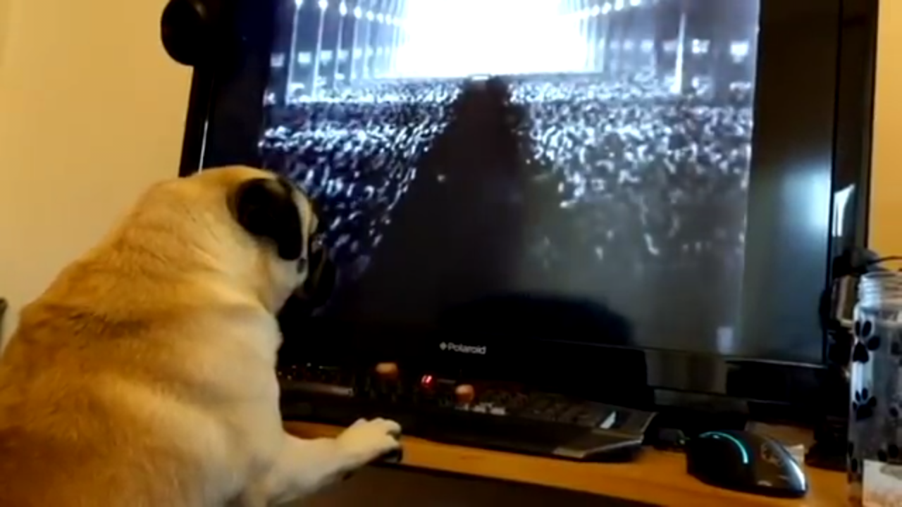 Pug Nazi. - My, Dogs and people, Humor, Pug