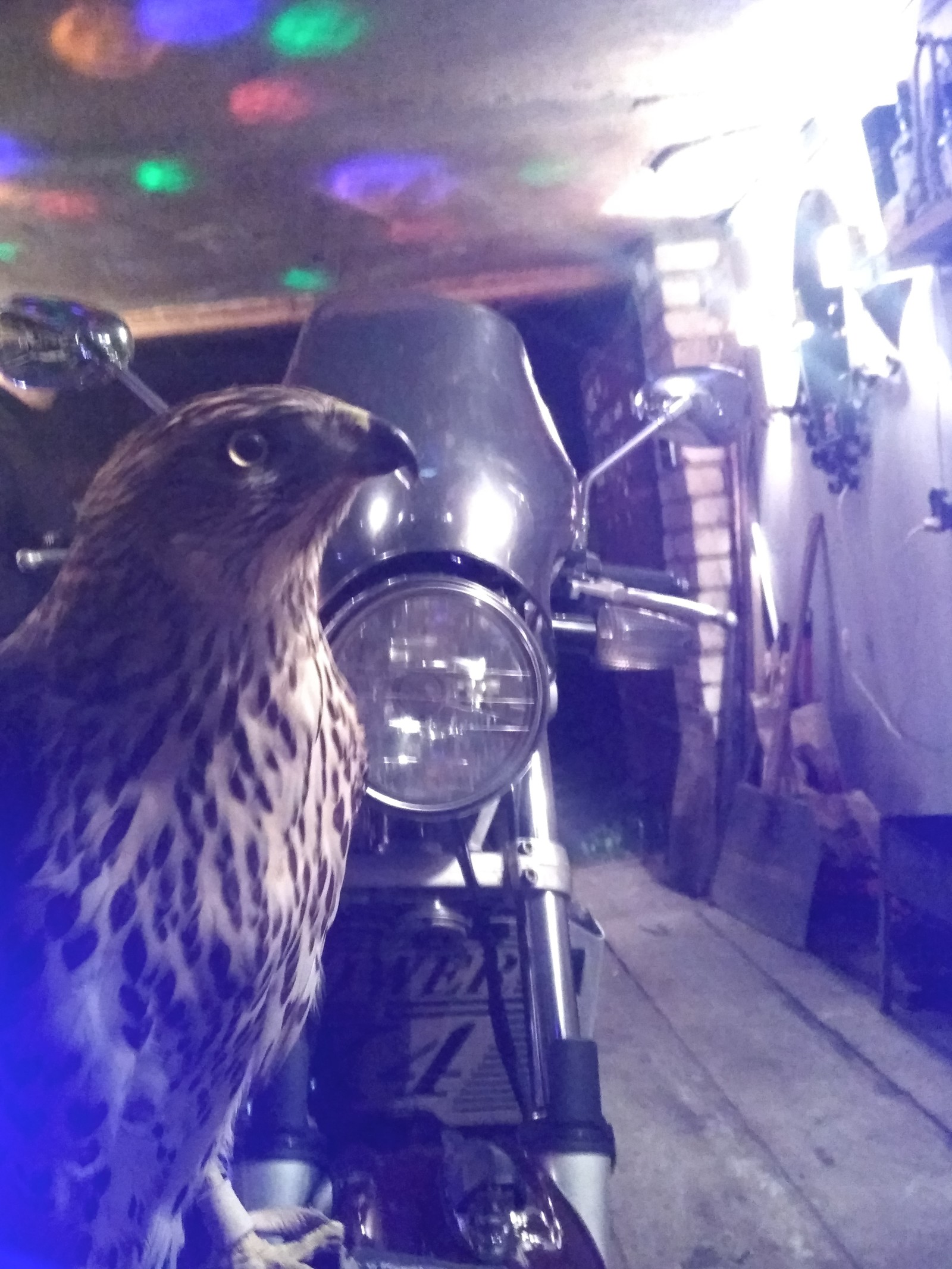 Helga visiting bikers - My, Predator birds, Falconry, Birds, To drink in St. Petersburg