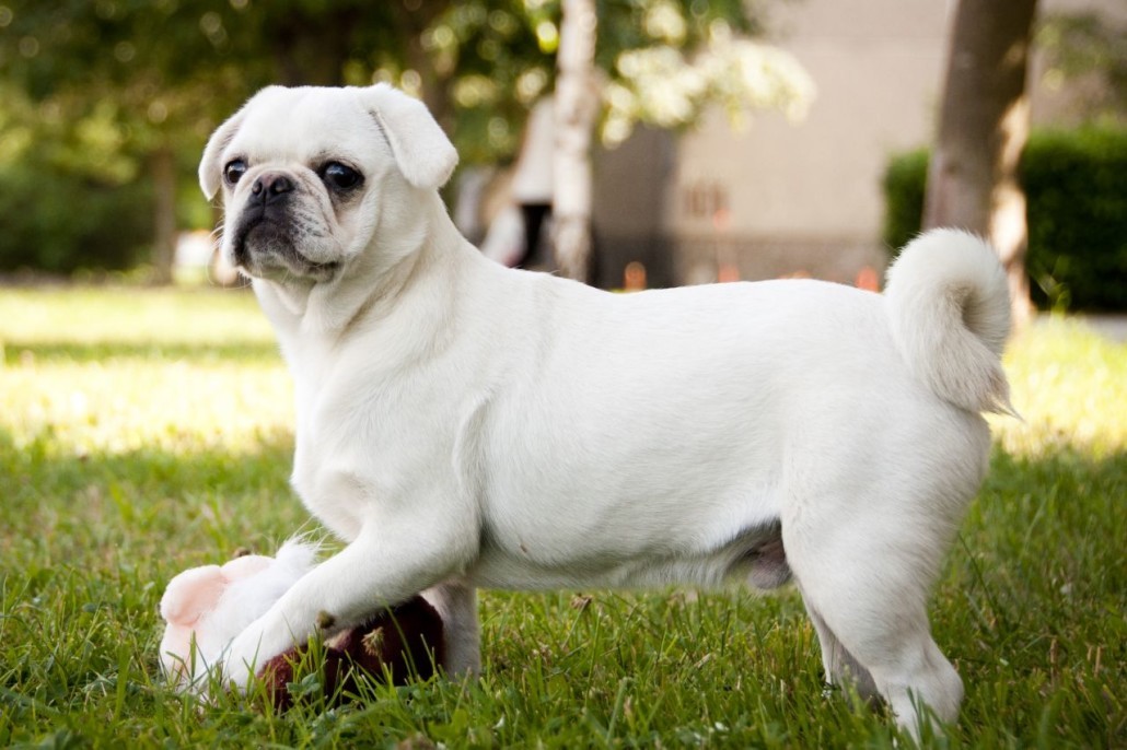 Albino - Pug, Milota, Albino, 