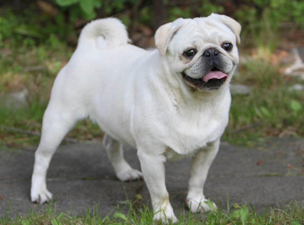 Albino - Pug, Milota, Albino, 