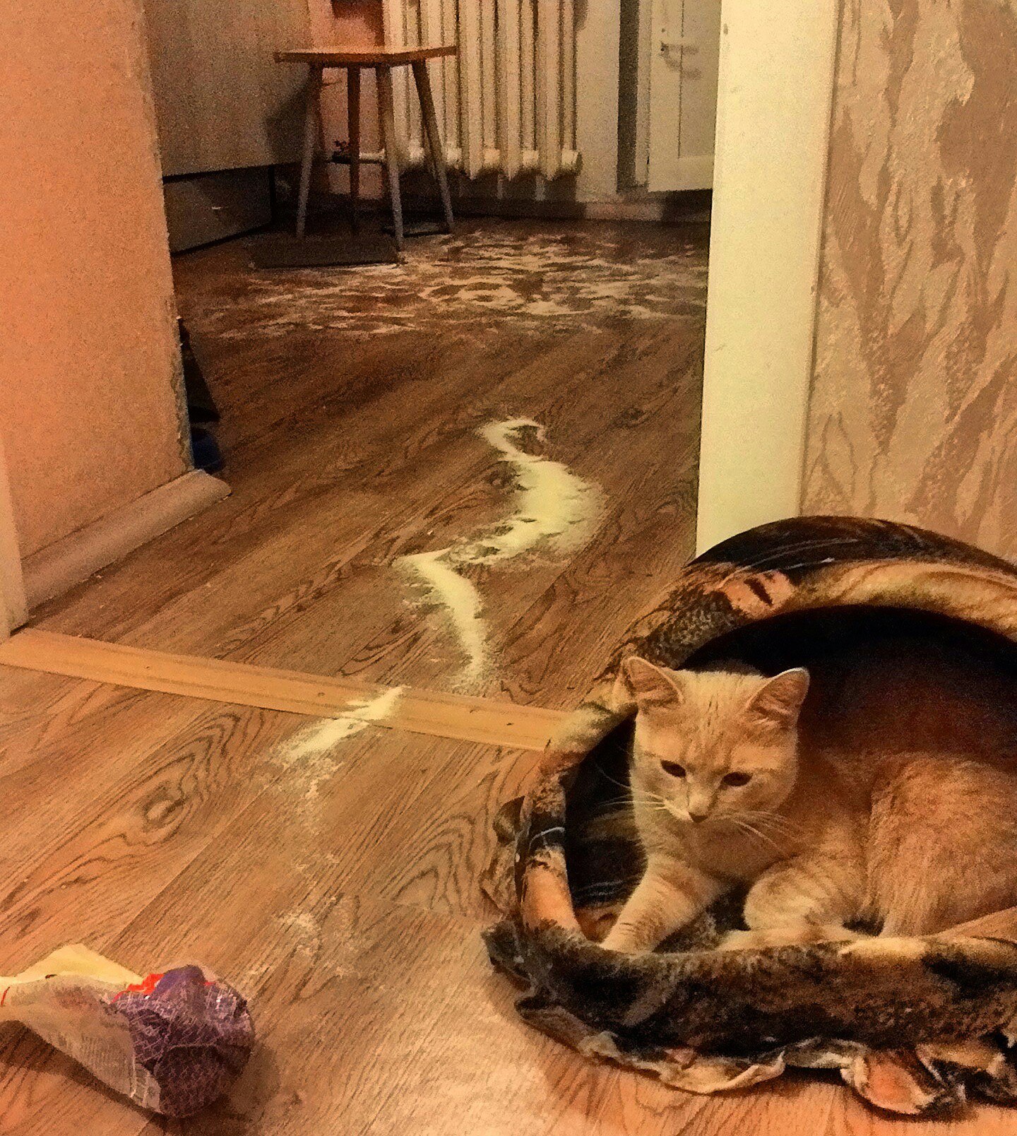 Cocaine cat - grief in the family - My, cat, cat fun, Tony Montana