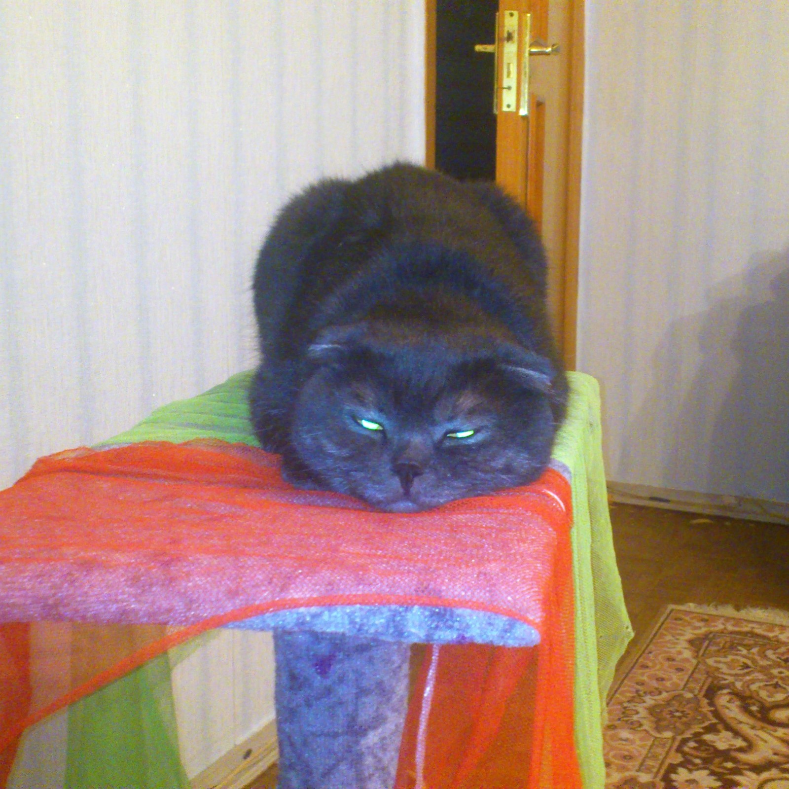 Мои котеи | Пикабу