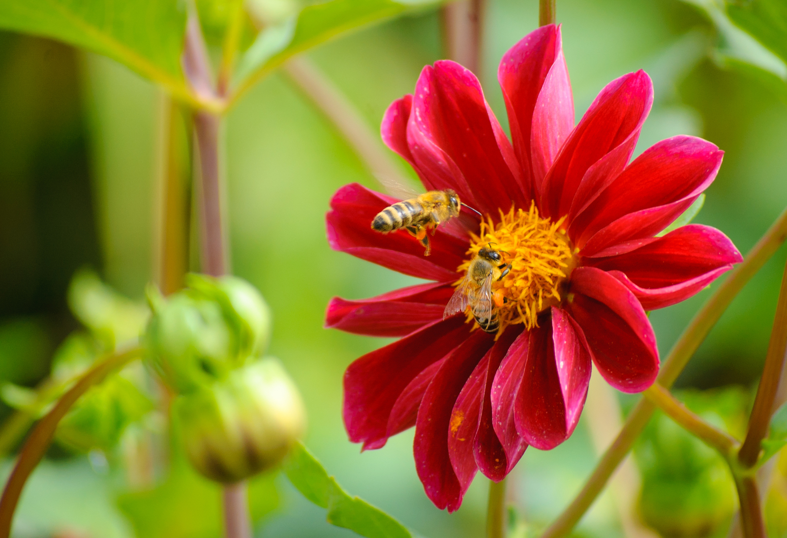 last flowers - My, Nikon, Nikon D40, , Flowers, Color, Summer, Insects, Longpost