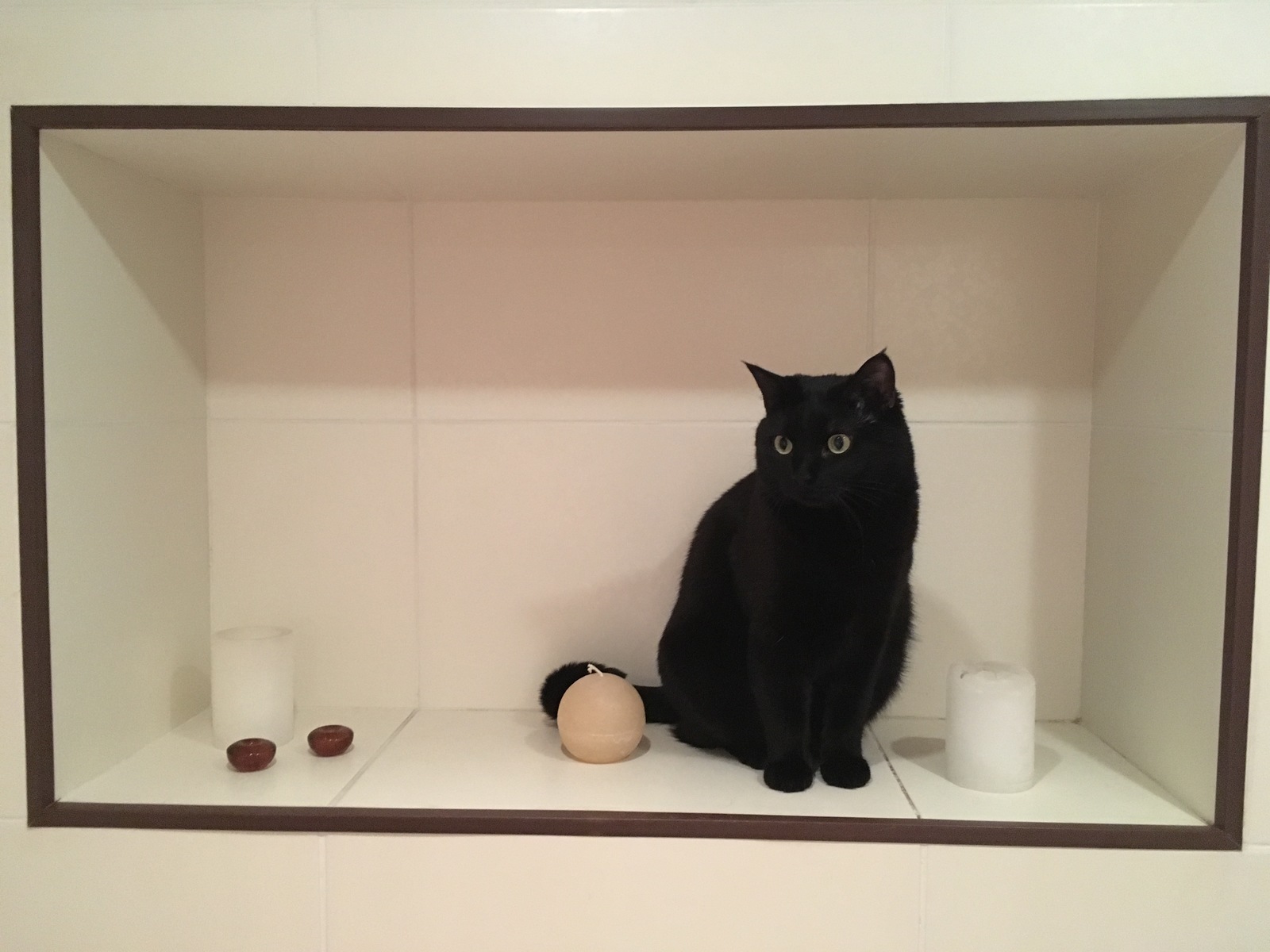 From the life of a black cat at home - My, cat, Pets, , Longpost