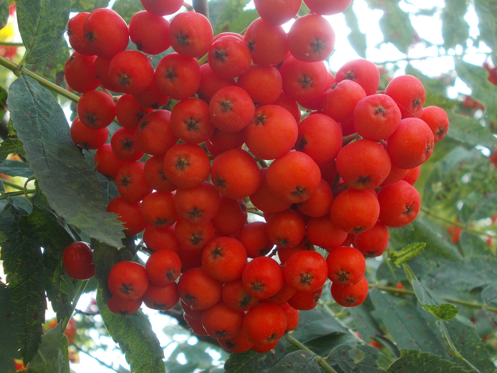 Rowan and not only... The first day of September. - My, First day, Autumn, Yekaterinburg, Longpost