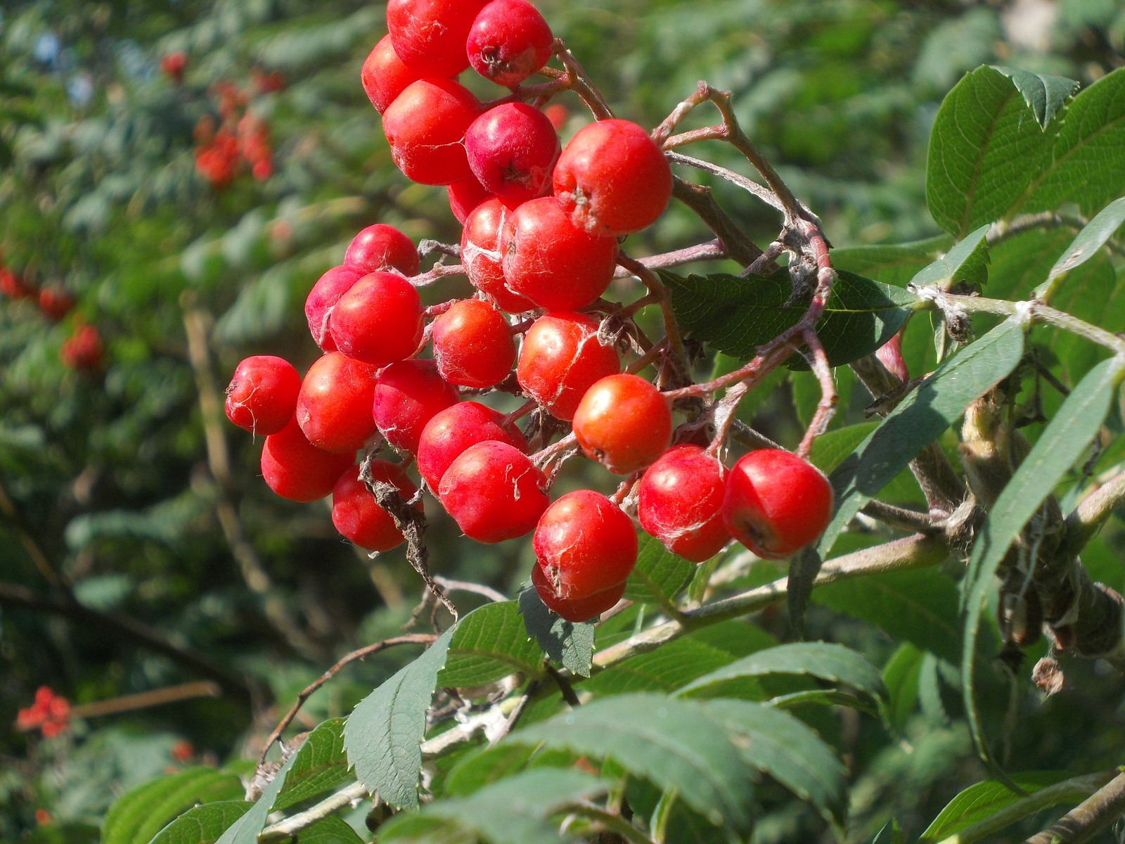 Rowan and not only... The first day of September. - My, First day, Autumn, Yekaterinburg, Longpost