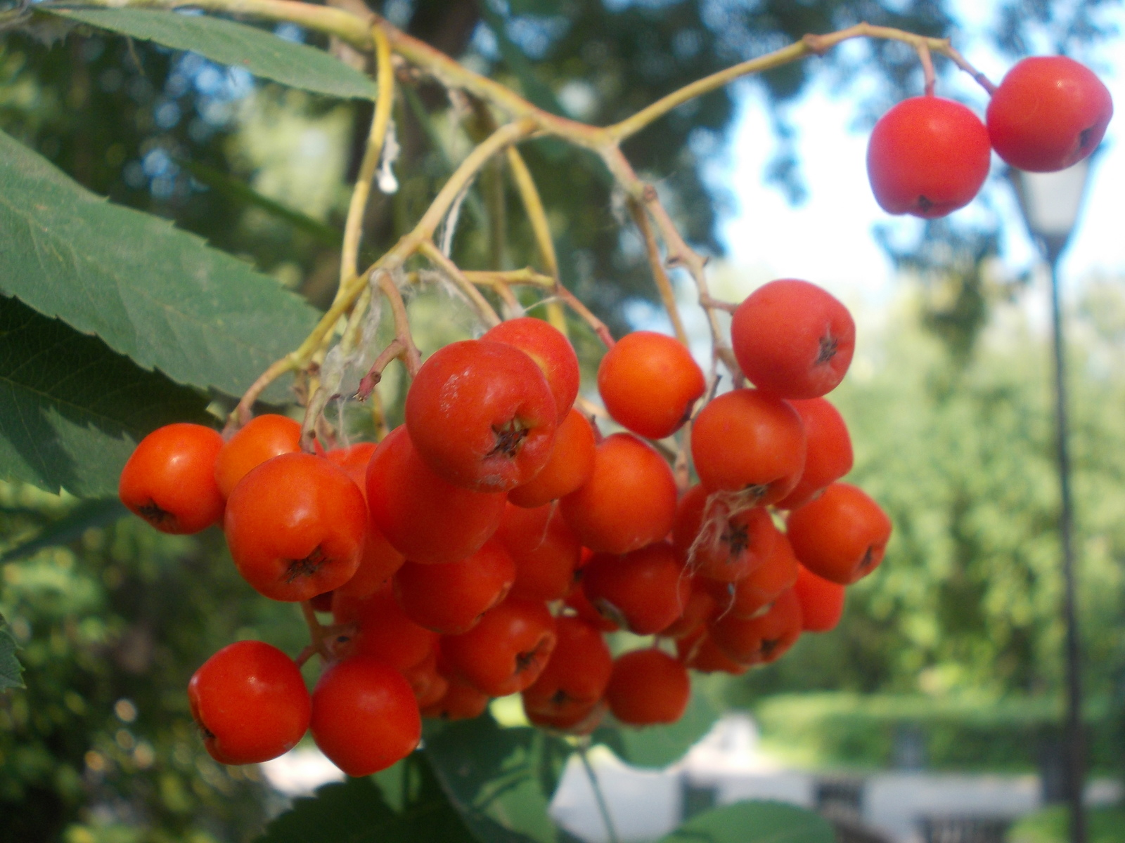 Rowan and not only... The first day of September. - My, First day, Autumn, Yekaterinburg, Longpost