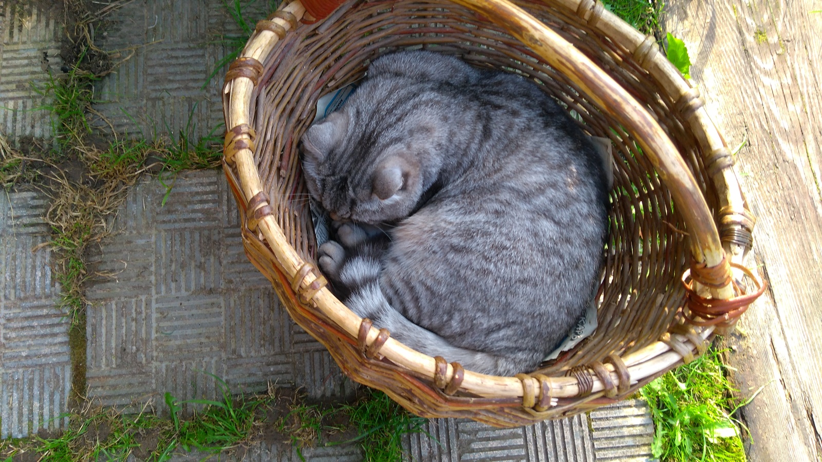 Harvest.... - My, cat, Basket