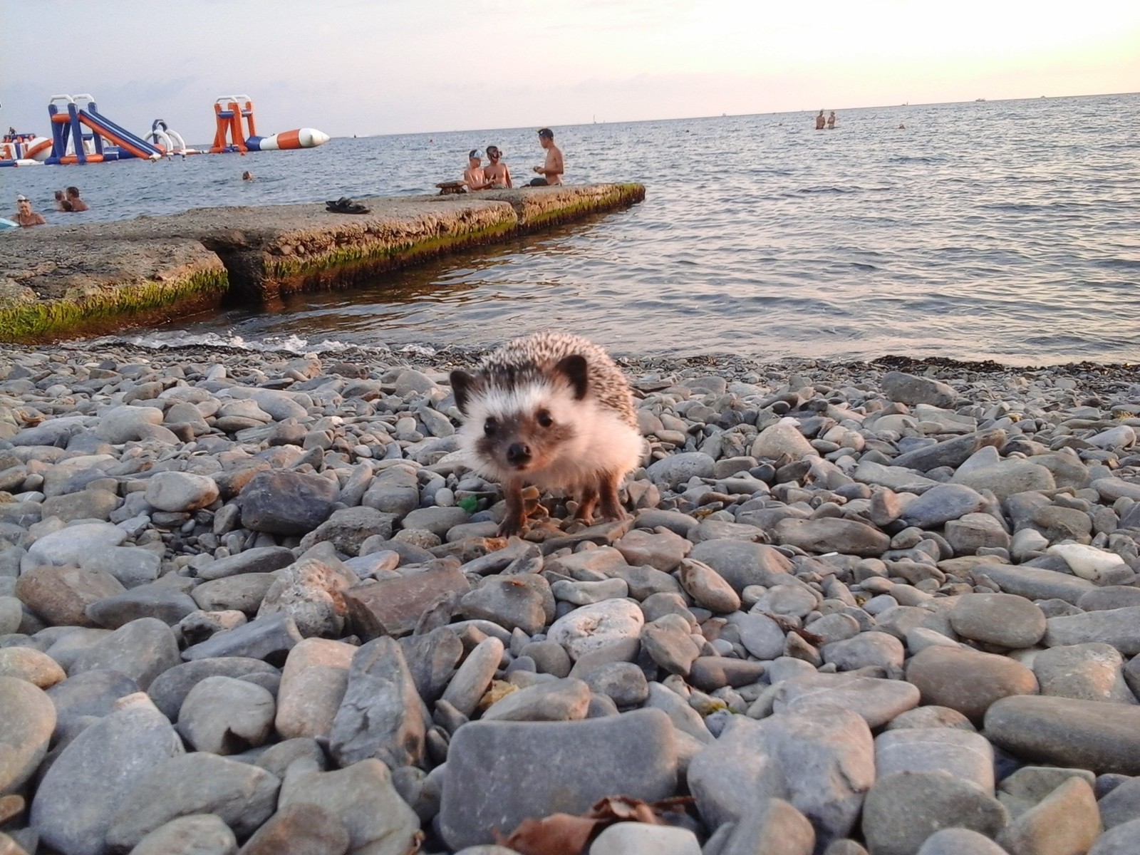 Even the hedgehog was at sea this year - African pygmy hedgehog, Hedgehog, Vacation, Longpost, Sea