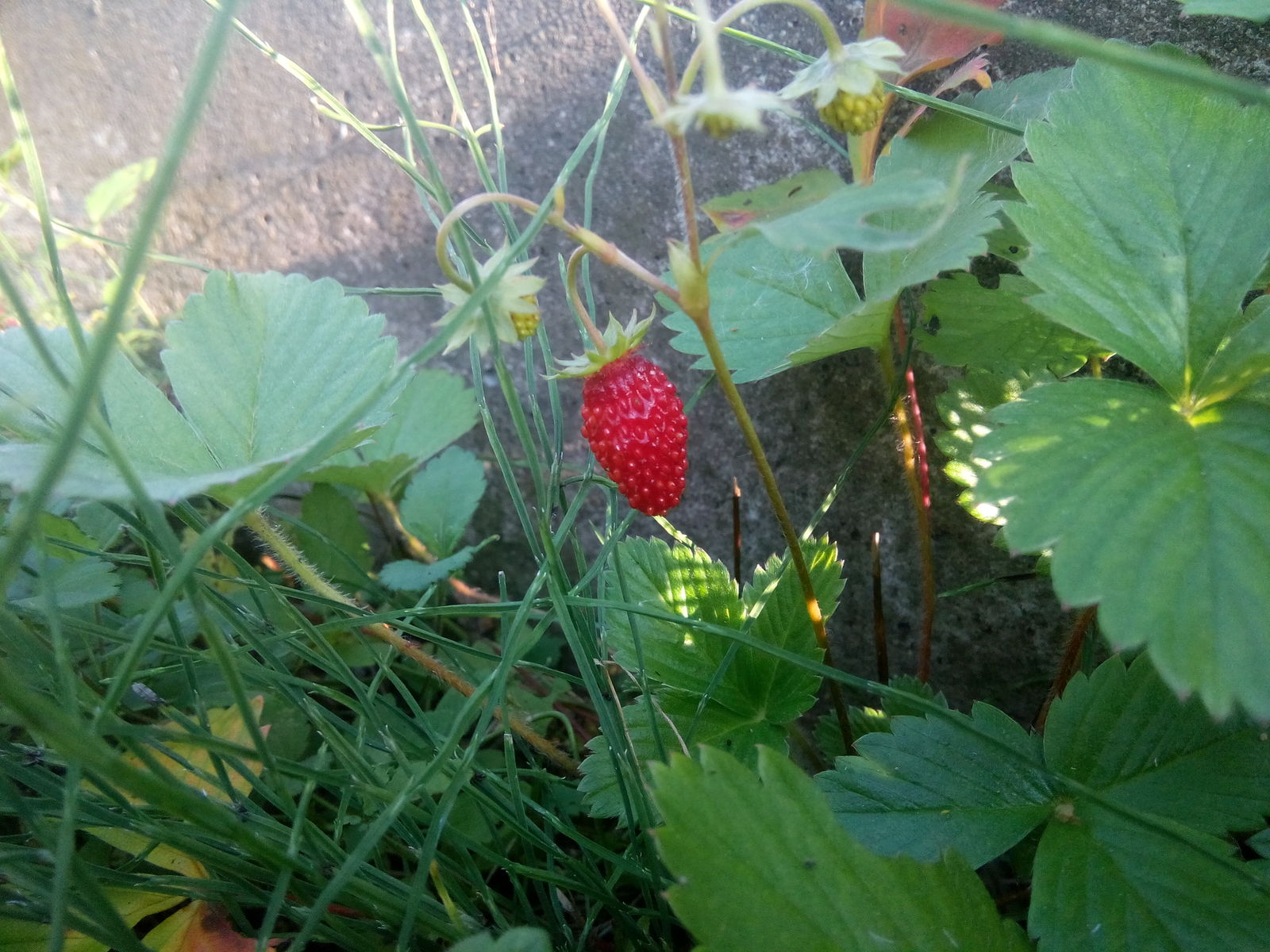 Nature pleases) - My, Strawberry, Autumn, North