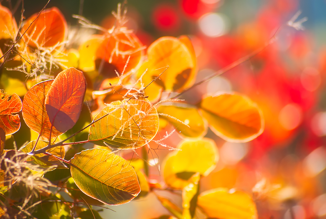 Autumn - My, Autumn, Leaves, The sun, Skumpia