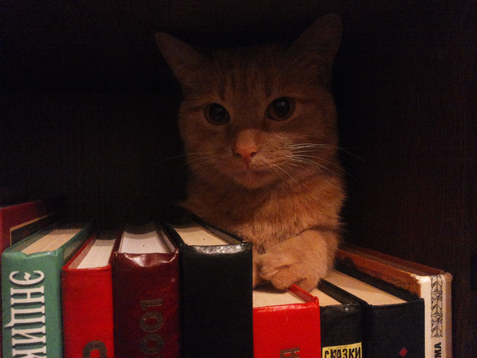 library keeper - My, cat, Redheads, Books