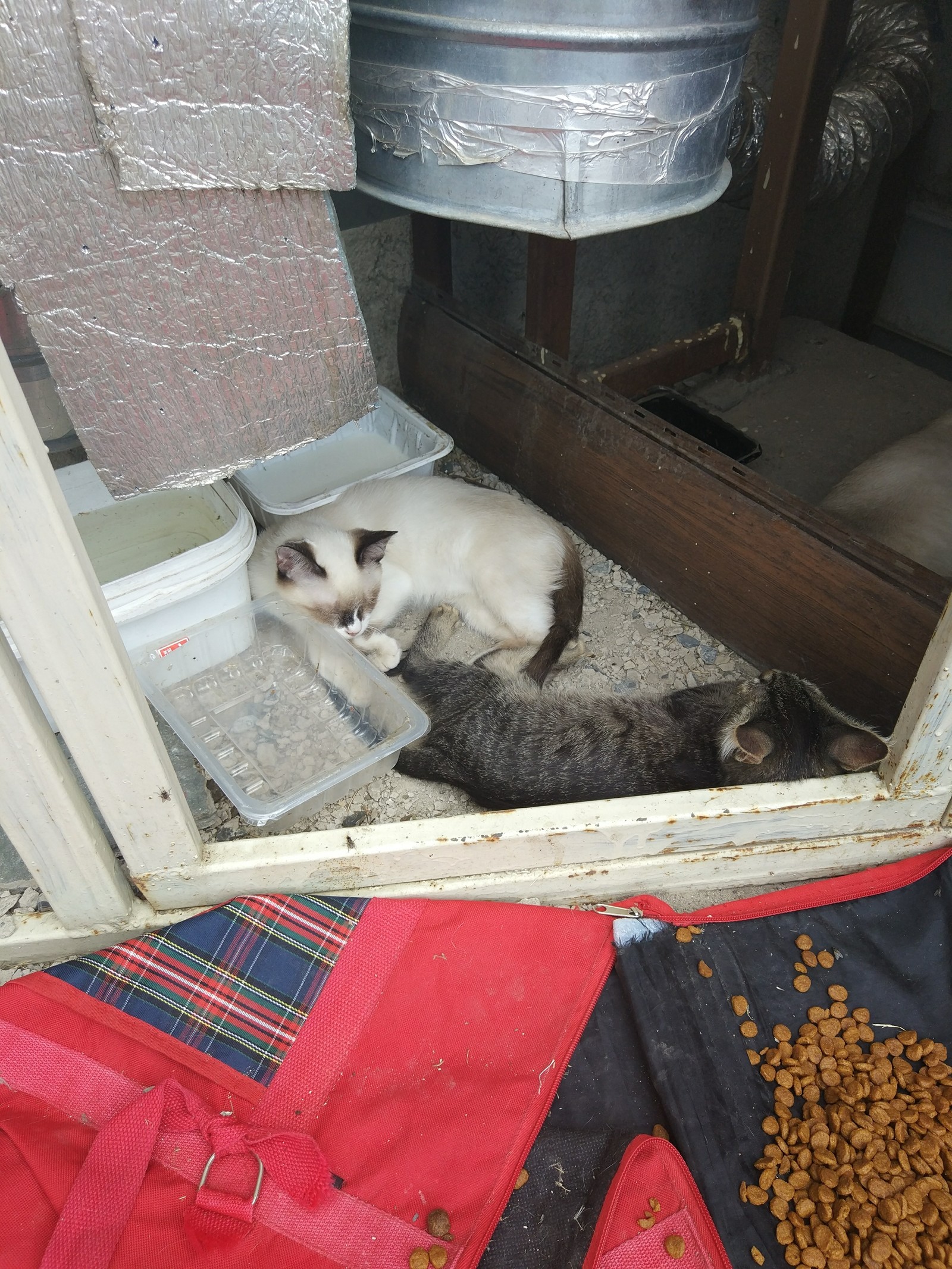 Someone threw away the kittens - Rostov-on-Don, Kittens, Homeless animals, Fluffy, Longpost, No rating, cat, In good hands